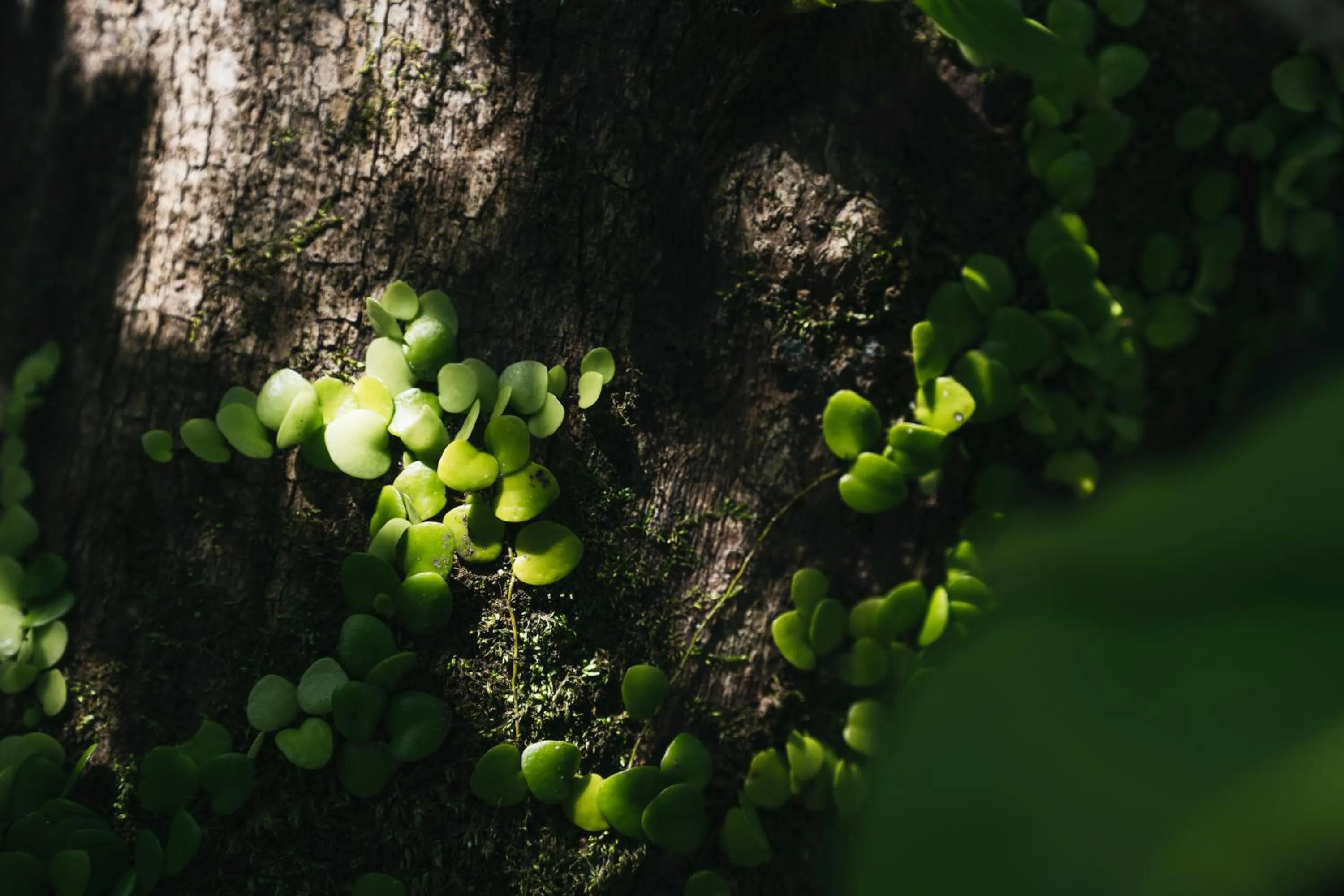 Decorative detail in PAAK Hotel