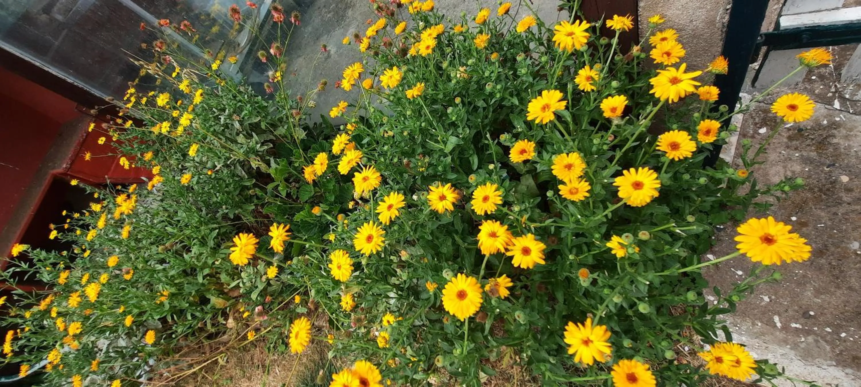 Garden view in Chambres d'hôtes au Pays des Etangs