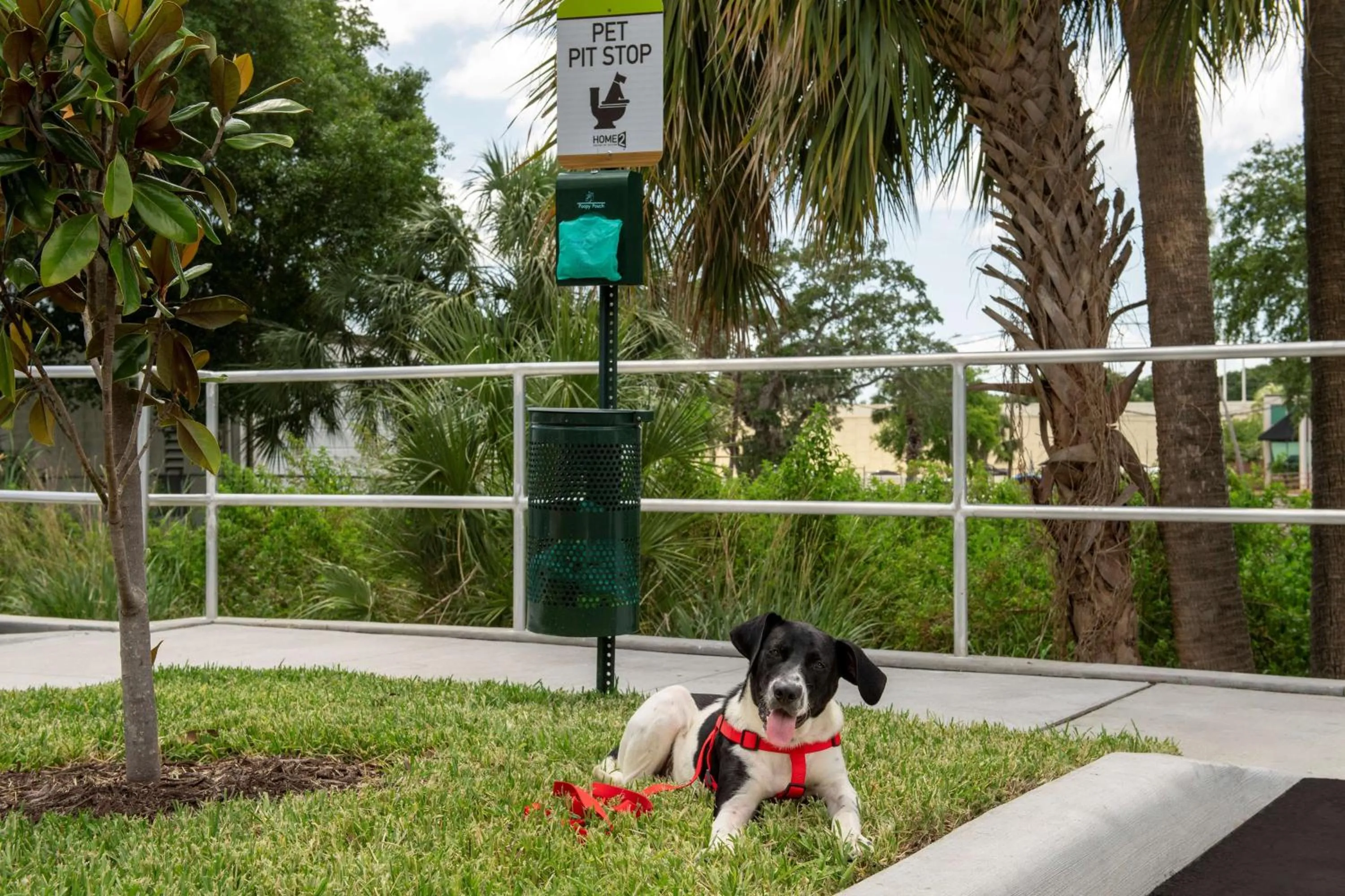 Pets in Home2 Suites By Hilton Tampa Westshore Airport, Fl