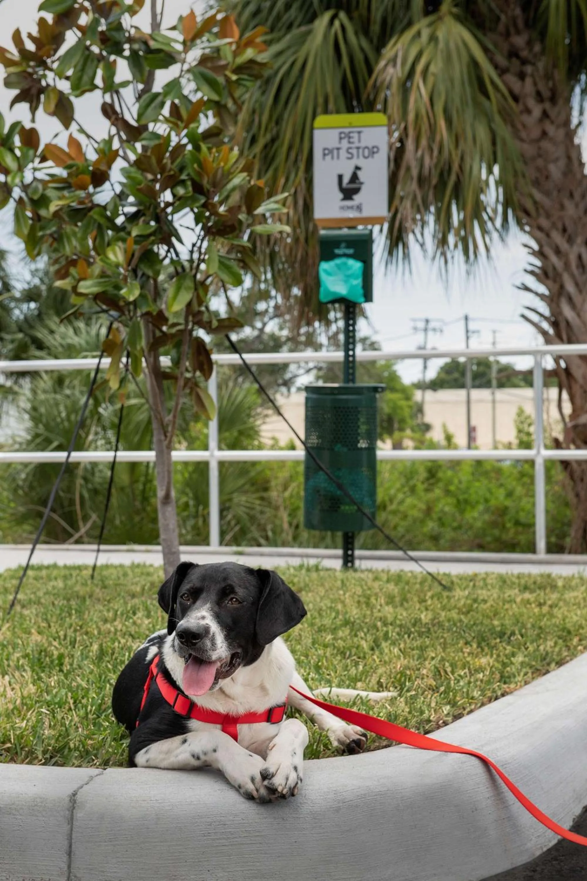 pet friendly in Home2 Suites By Hilton Tampa Westshore Airport, Fl