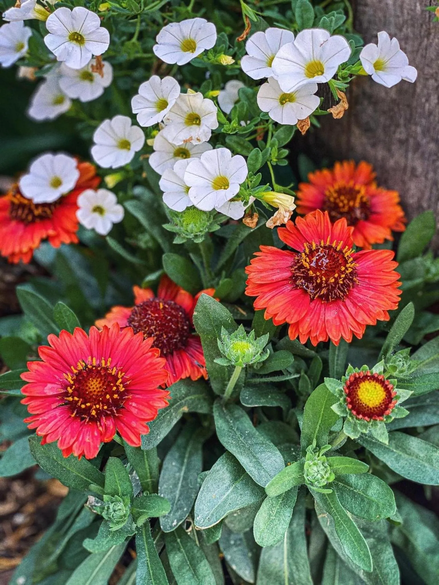 Homestead Inn - Blowing Rock