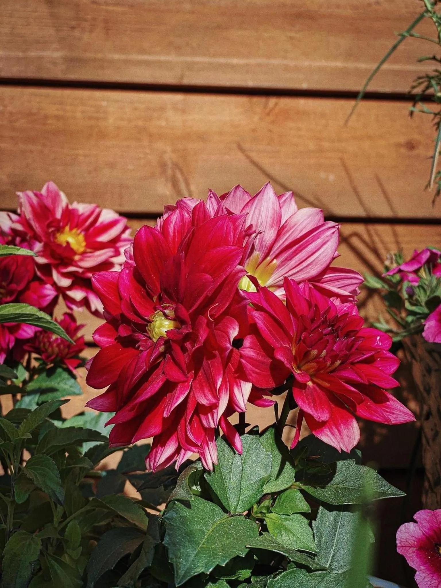 Homestead Inn - Blowing Rock