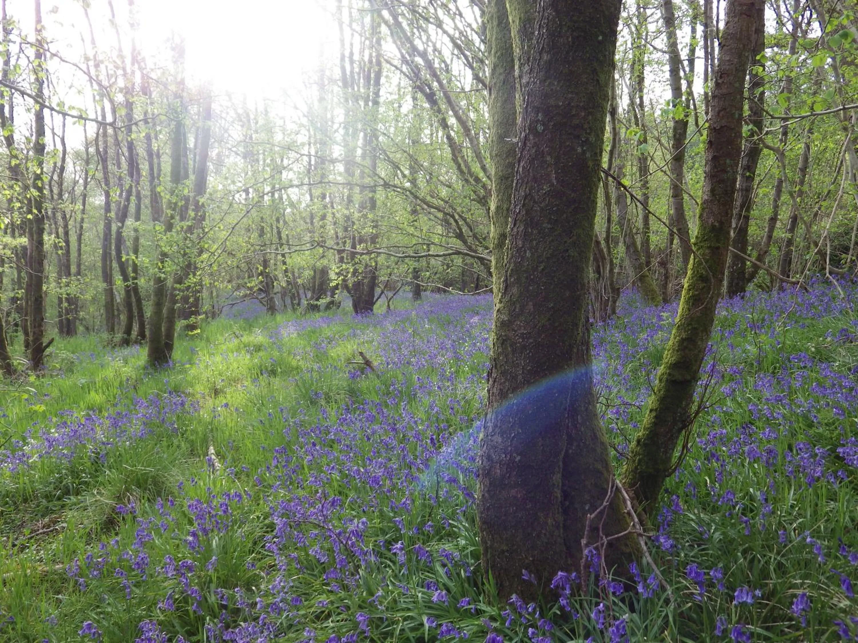 View (from property/room) in Sorbietrees B&B