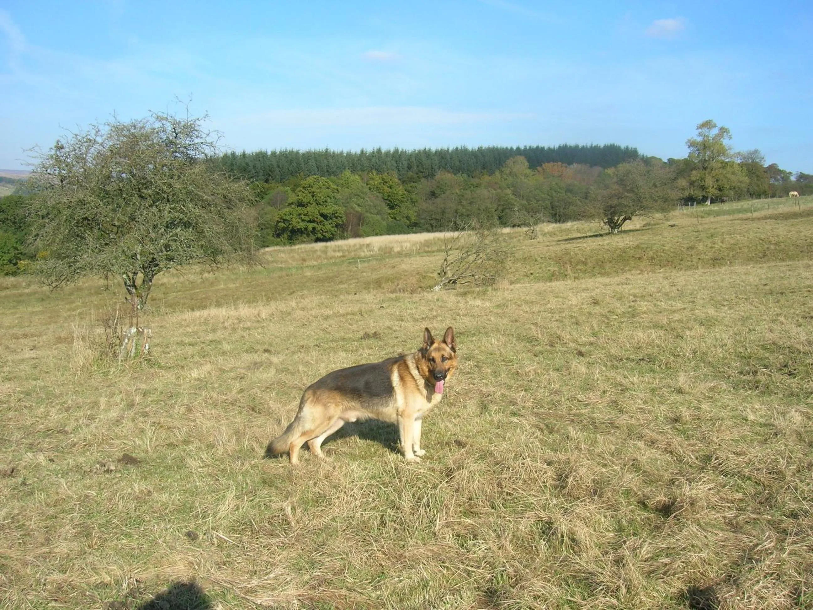 Spring in Sorbietrees B&B