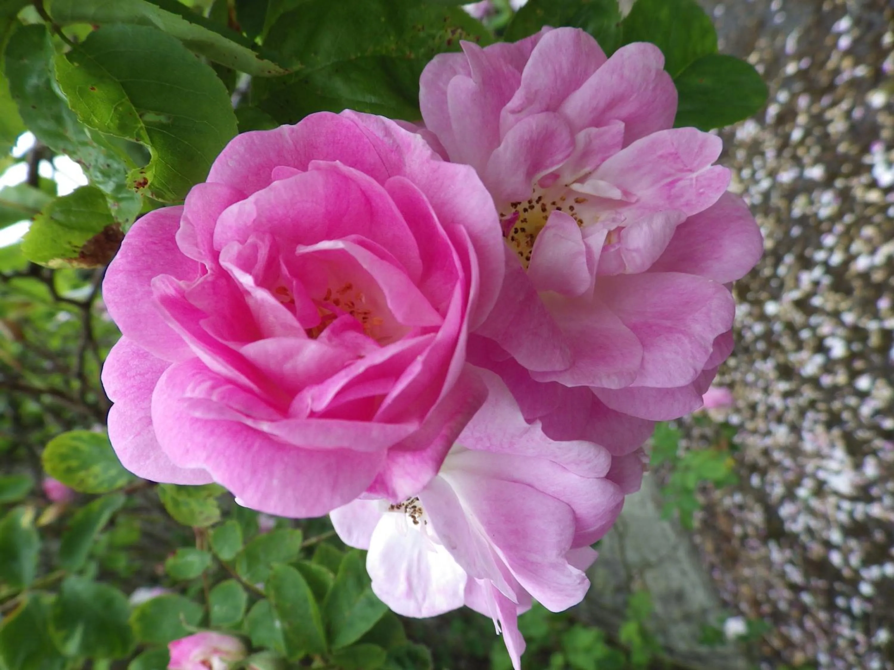 Garden view in Sorbietrees B&B