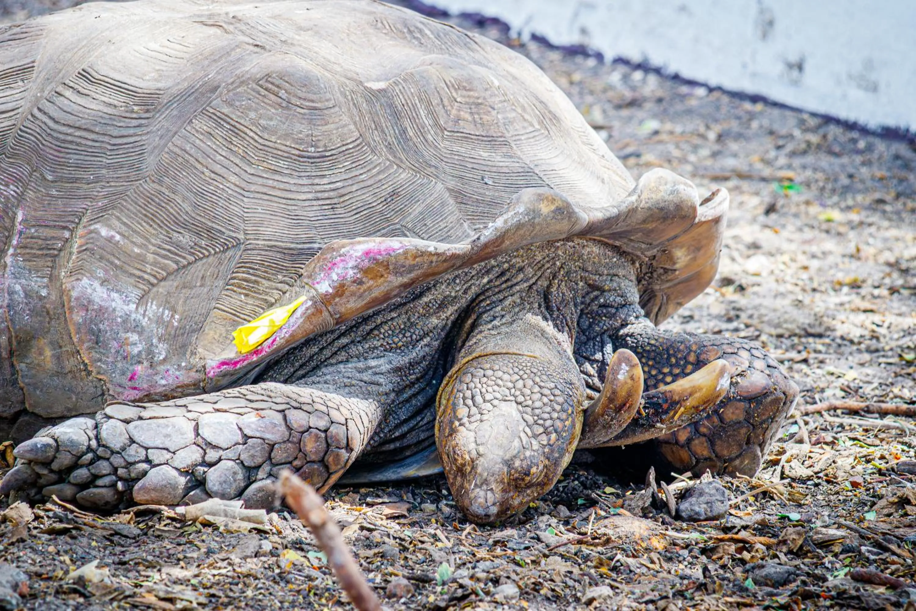 Animals in Keur Saloum Resort