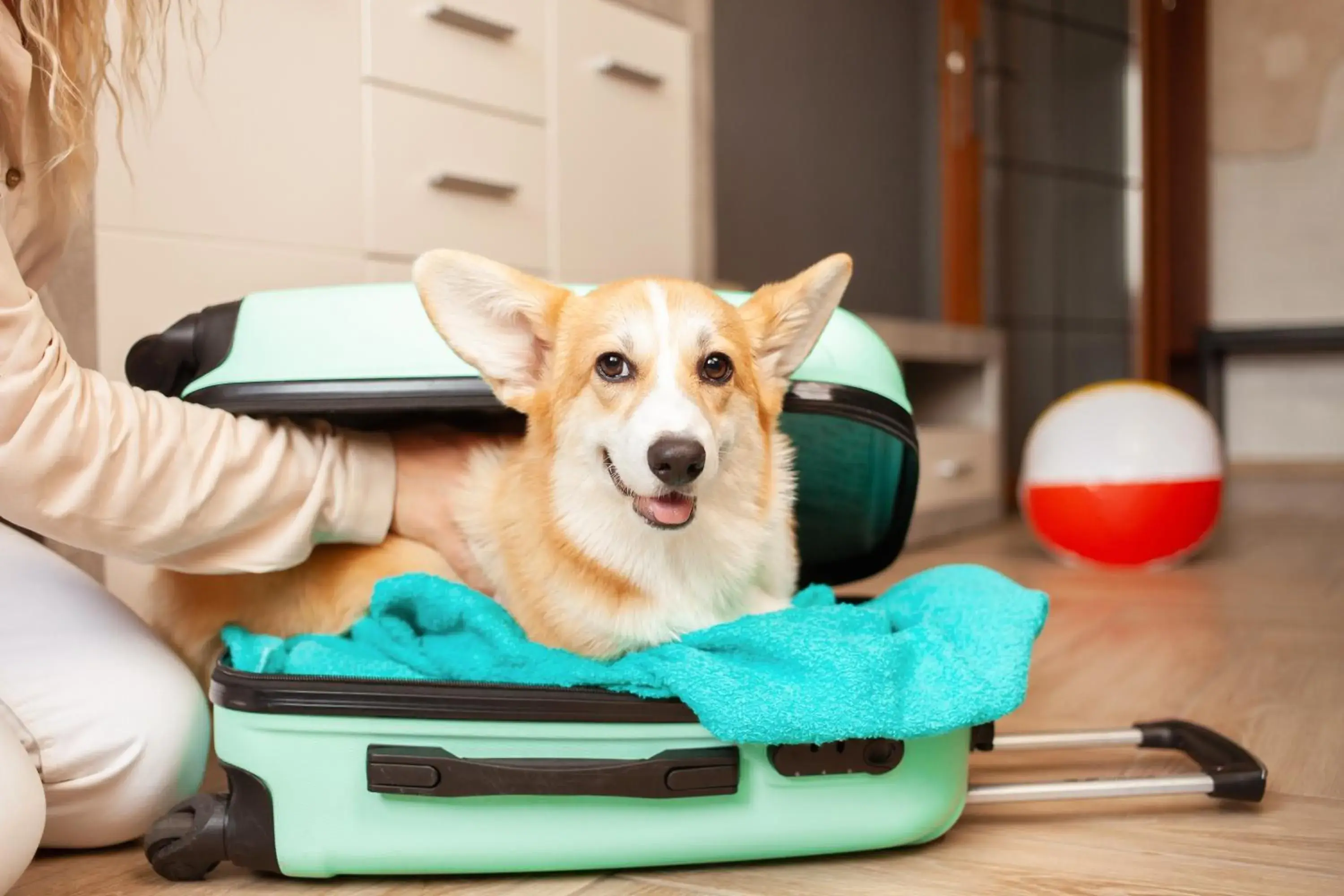 pet friendly in Motel 6-Austin, TX - Midtown pet friendly in Motel 6-Austin, TX - Midtown