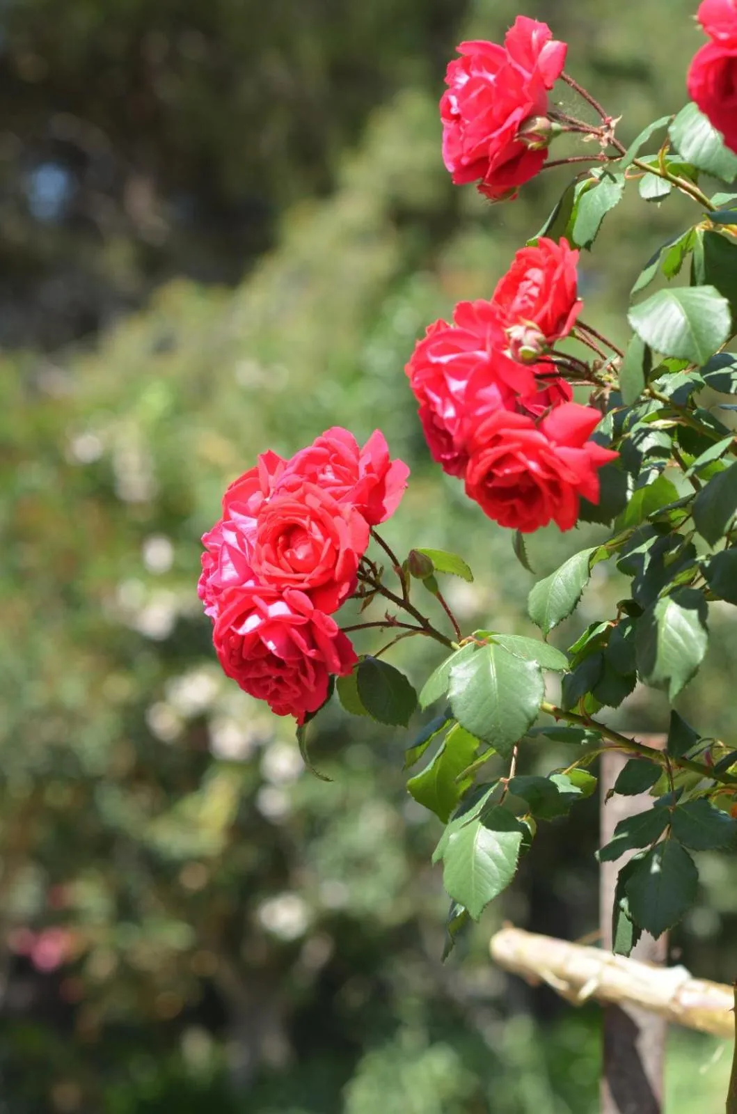 Spring in Villa Teti - Sicilia