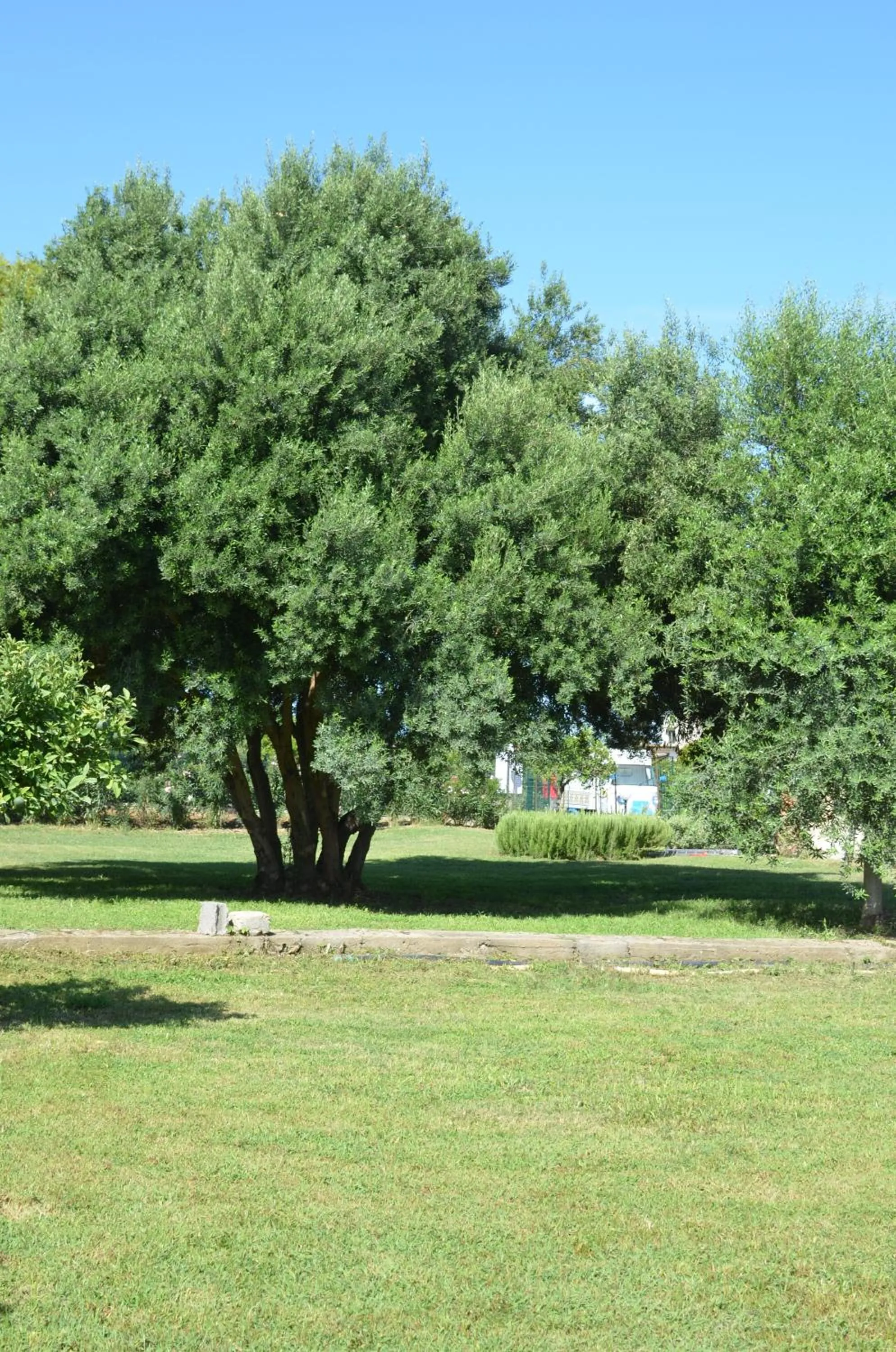 Garden view in Villa Teti - Sicilia