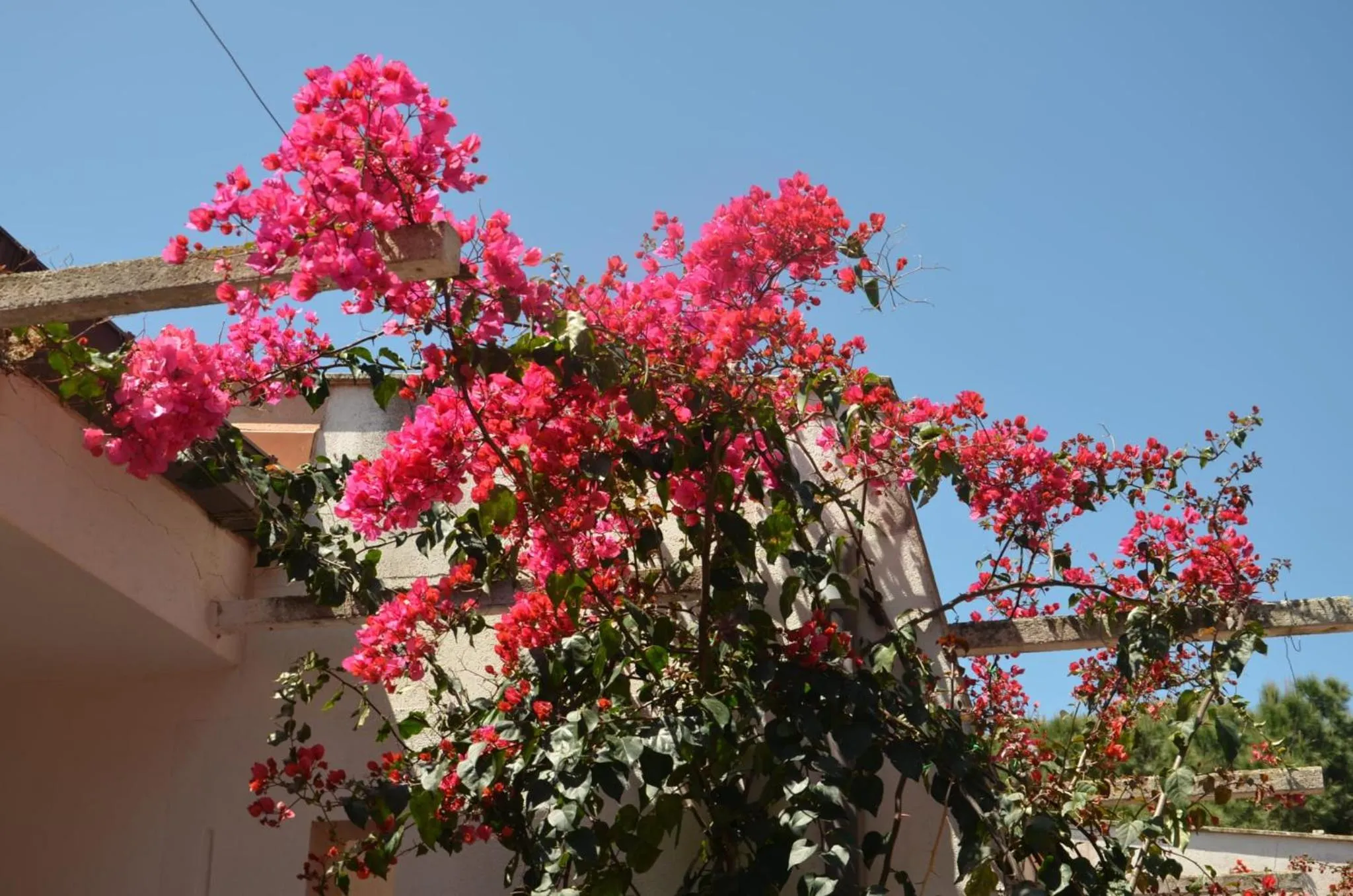 Garden in Villa Teti - Sicilia
