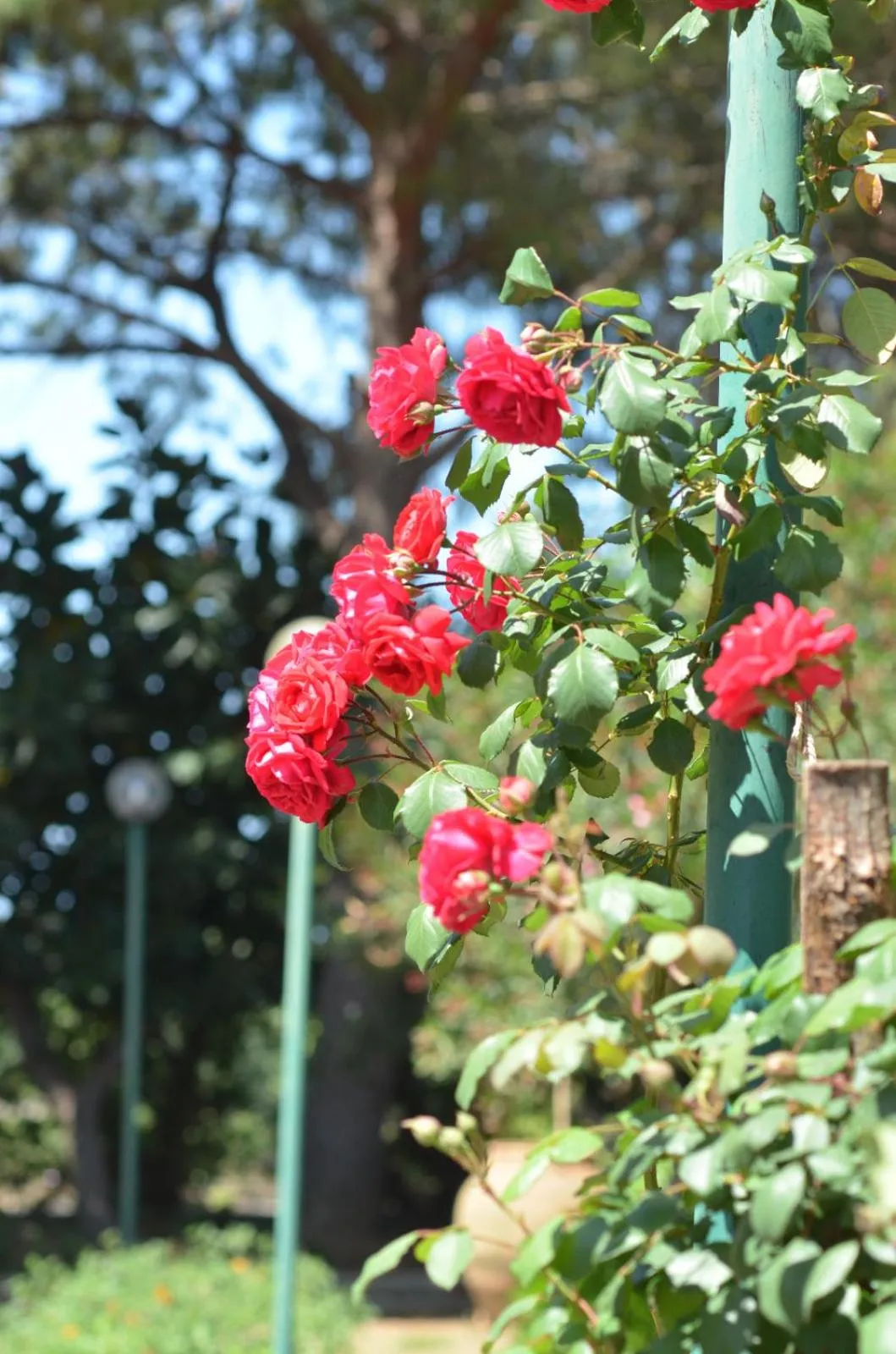 Garden view in Villa Teti - Sicilia