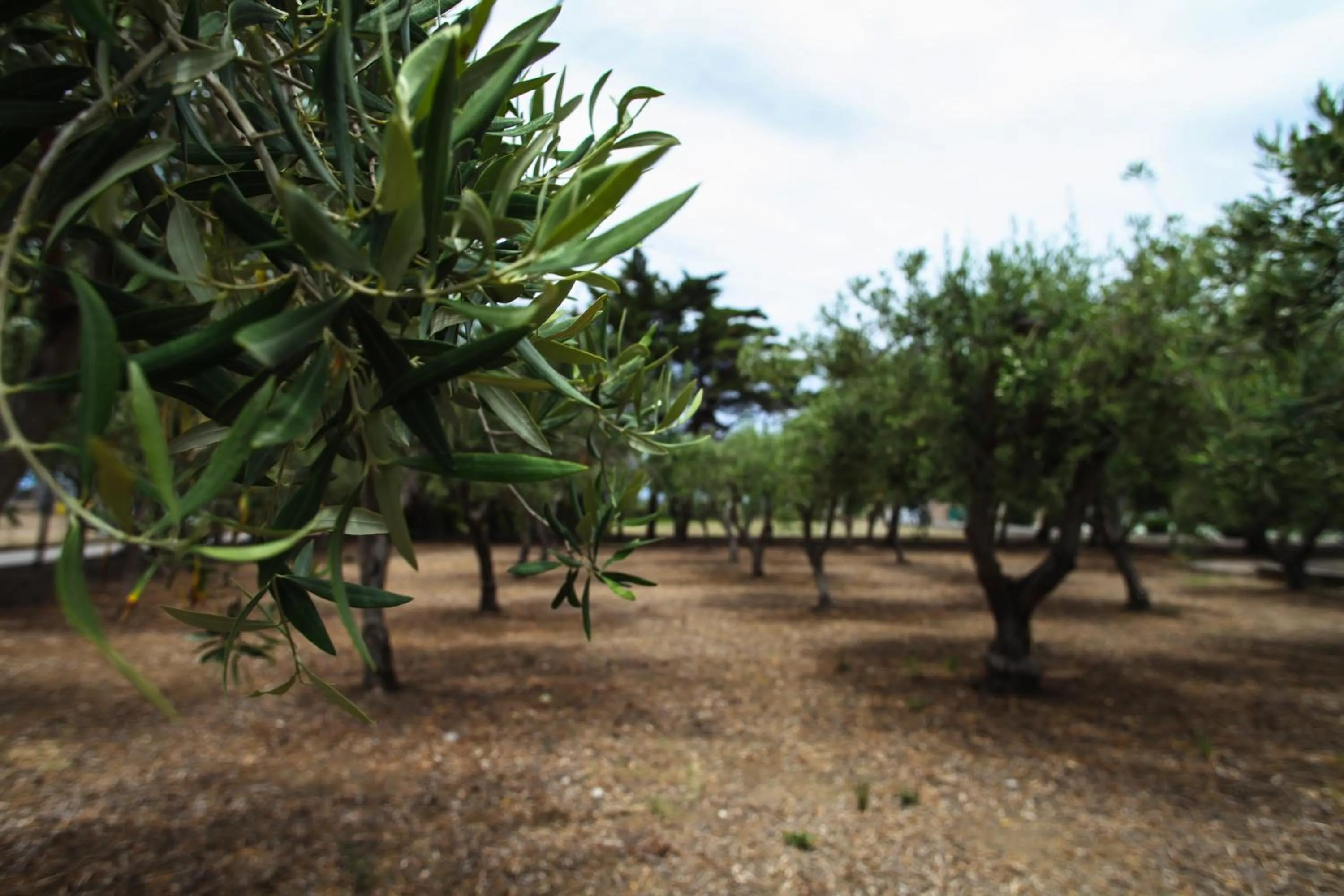 Garden in Villa Teti - Sicilia
