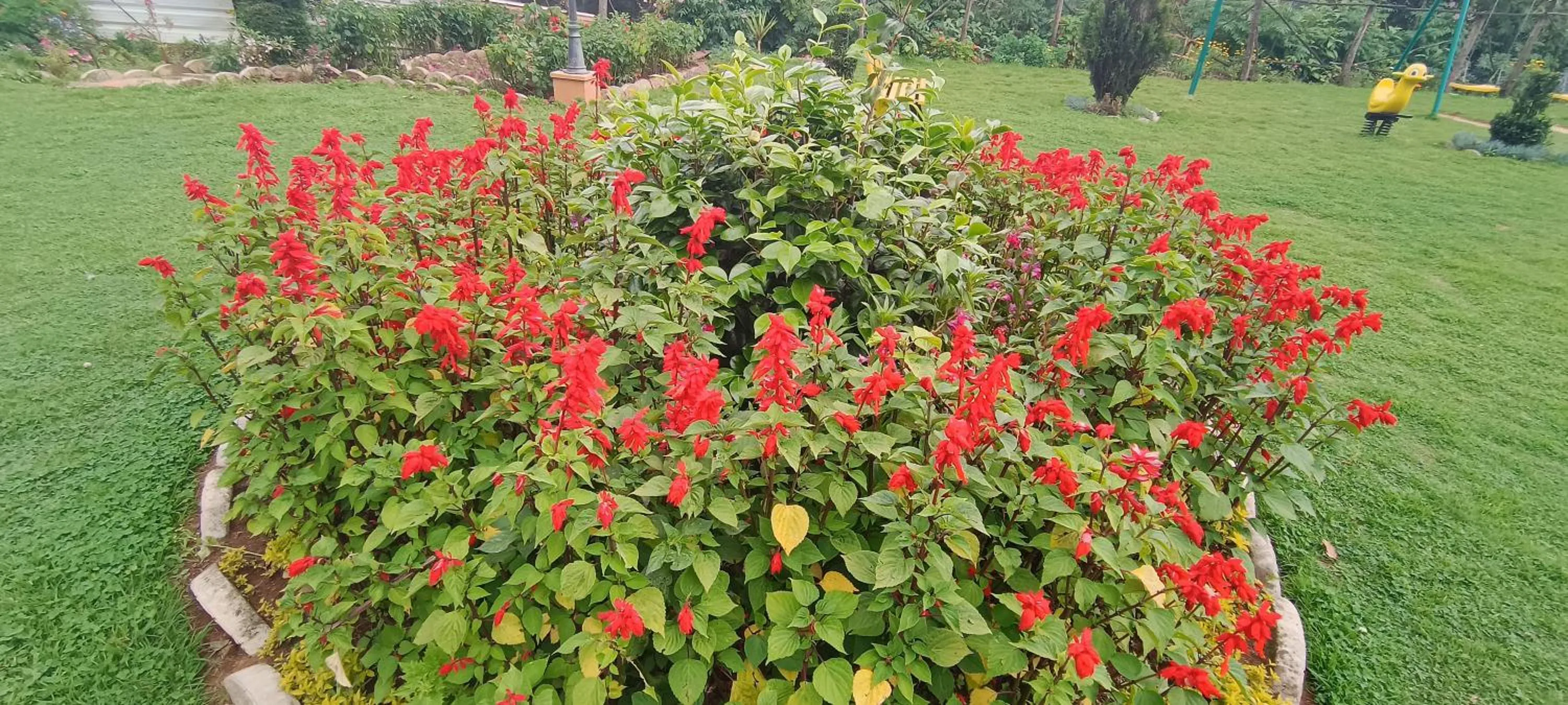 Garden in Yantra Resort, Ooty