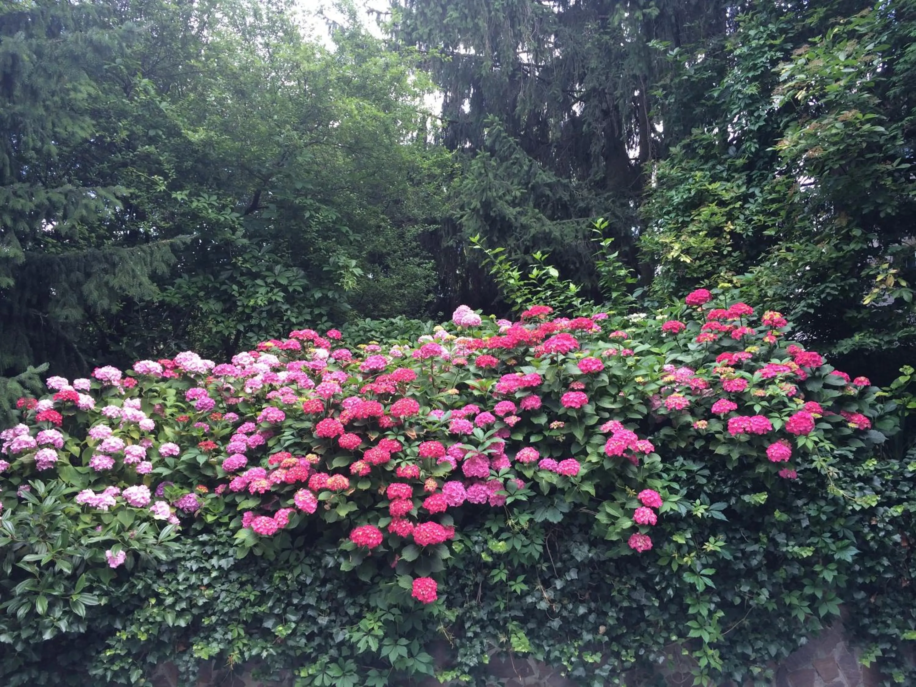 Garden view in Exquisites Gartenapartment in eleganter Jugendstilvilla