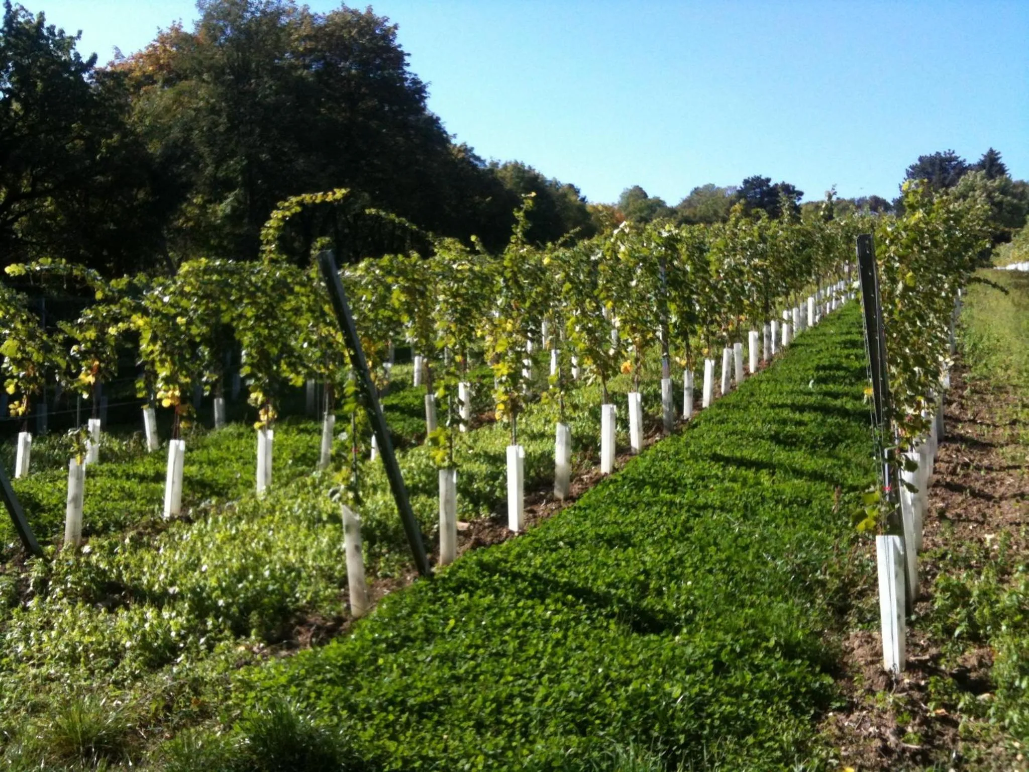 Area and facilities in Exquisites Gartenapartment in eleganter Jugendstilvilla
