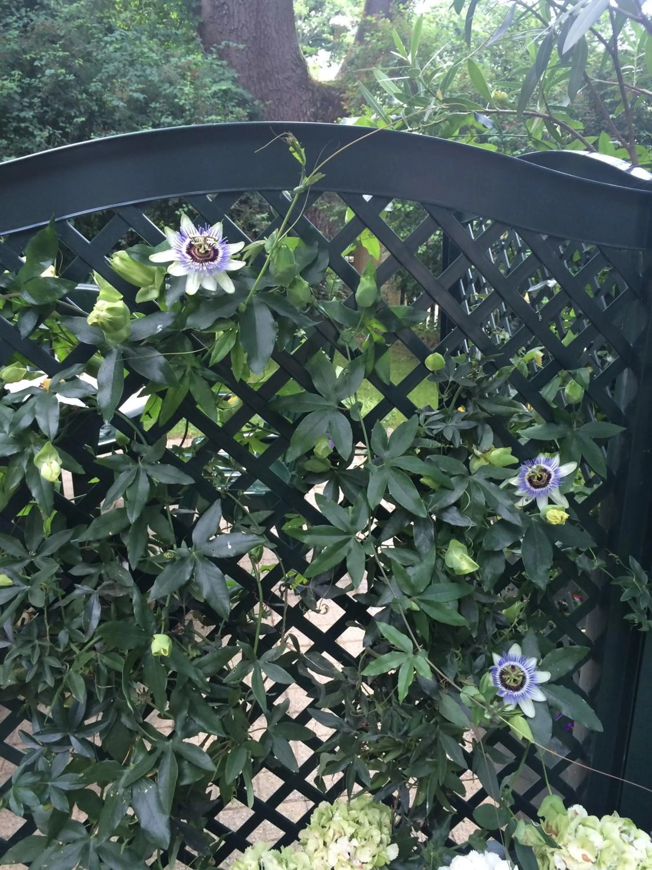 Garden view in Exquisites Gartenapartment in eleganter Jugendstilvilla