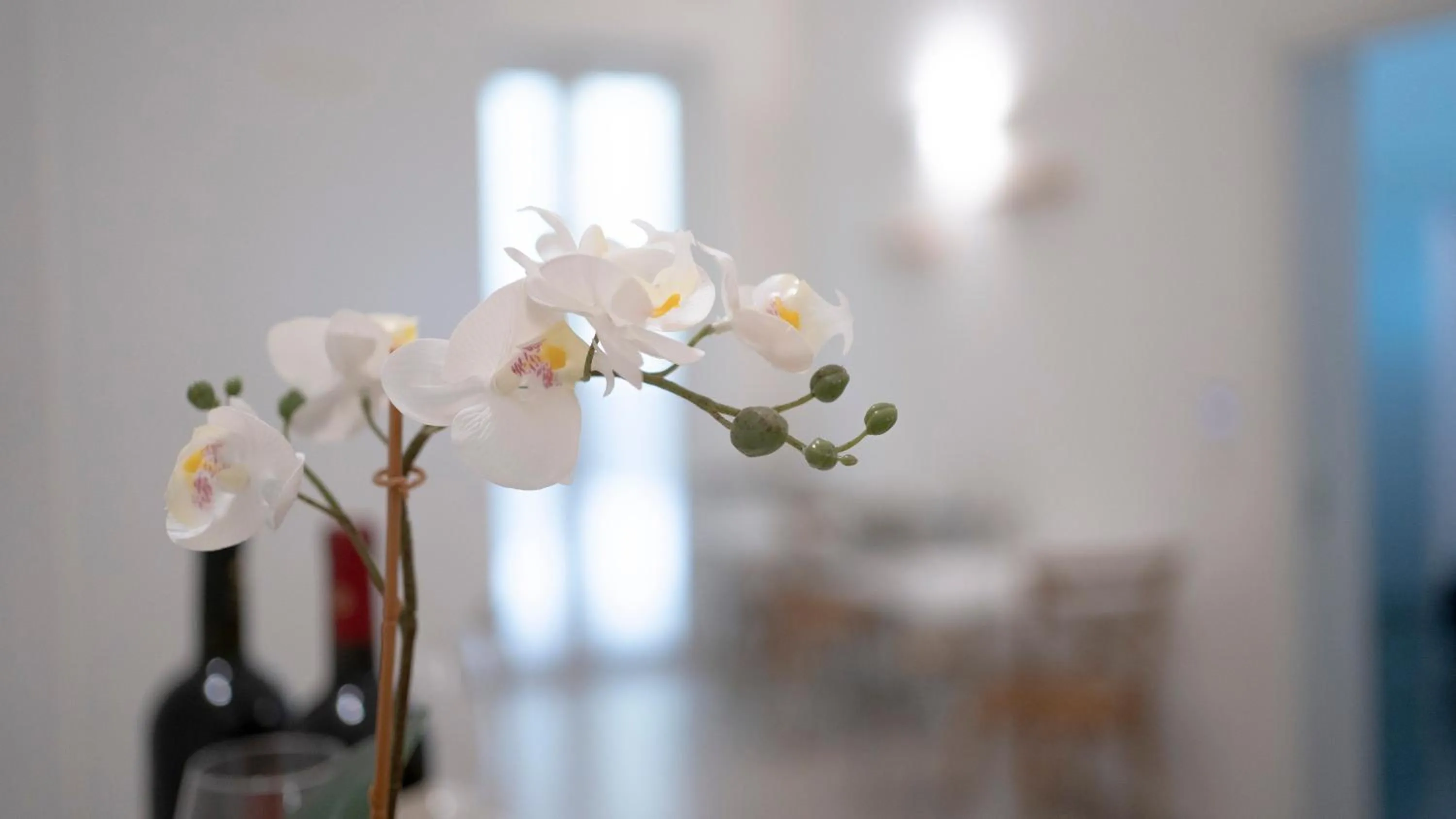 Alcoholic drinks in Dimora Fantasia Charme B&B