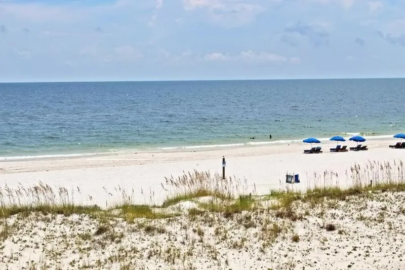 Two Little Lambs at Our Point of View by Youngs Suncoast