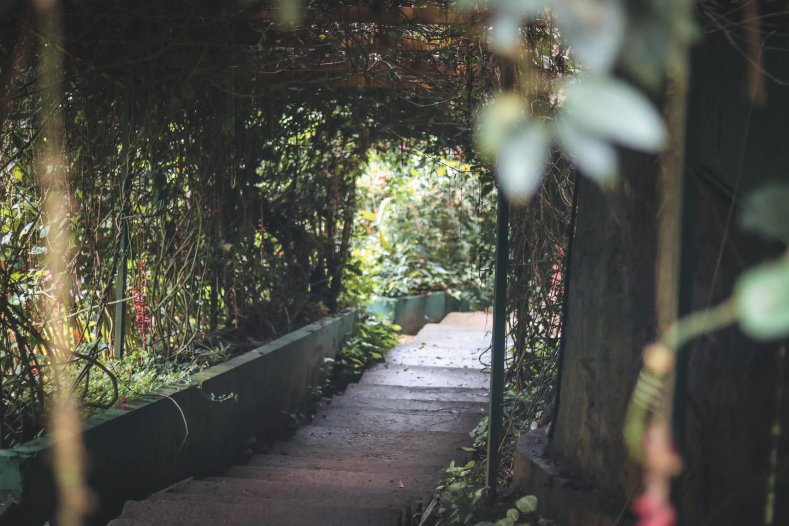 Garden in Edens Munnar