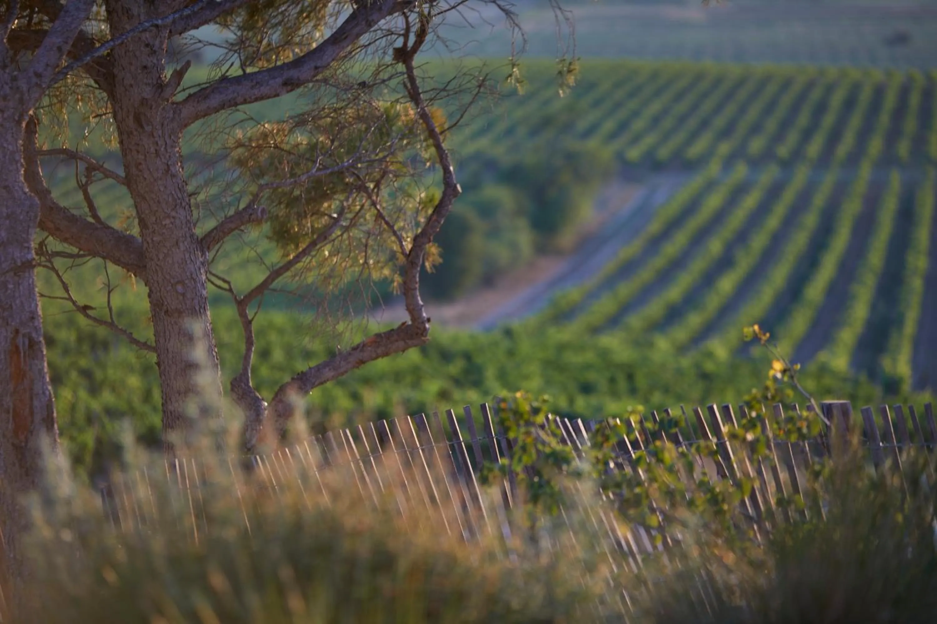 Natural landscape in Château Capitoul