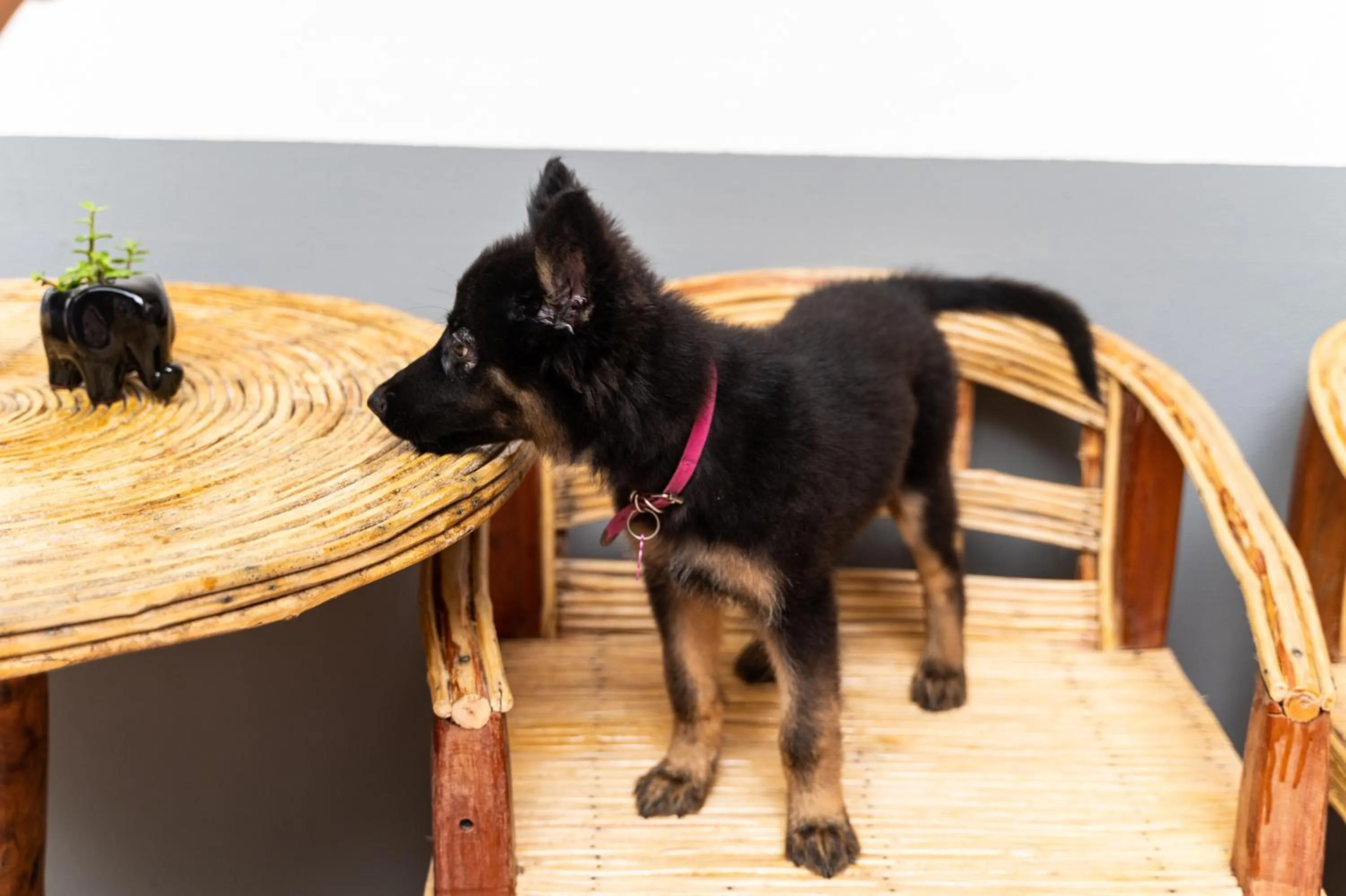 pet friendly in Hotel Om Huatulco