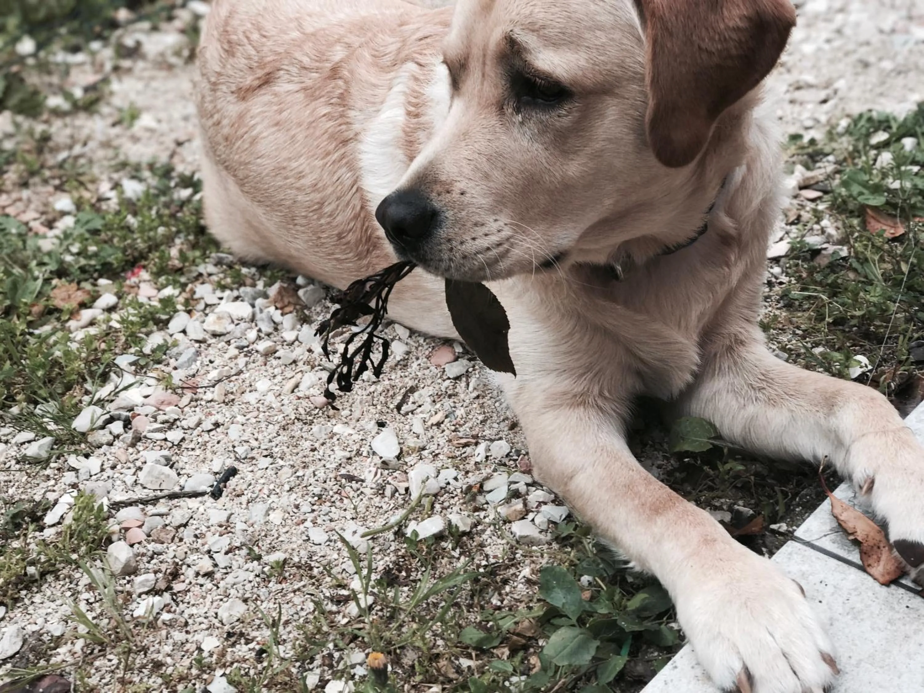 Pets in Agriturismo B&B La Cerasa