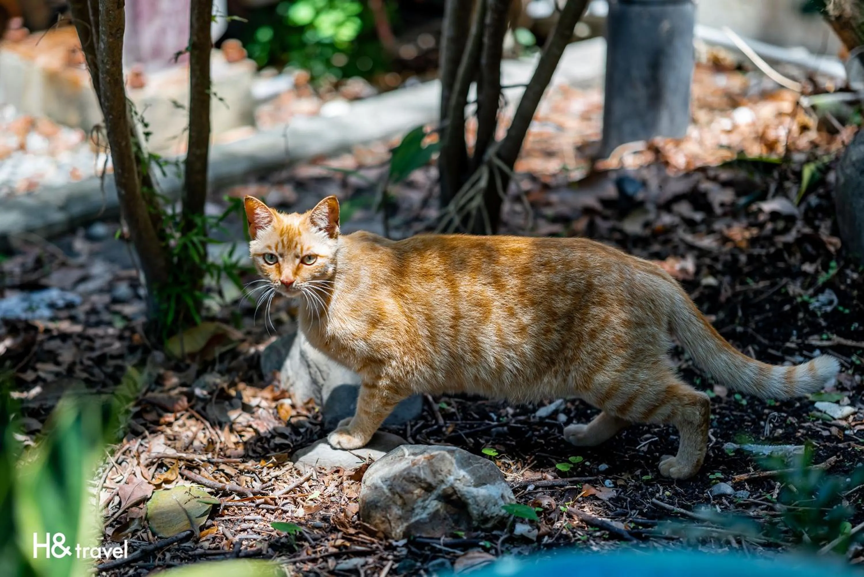 Animals in Taitung Feng lin Smart Stay