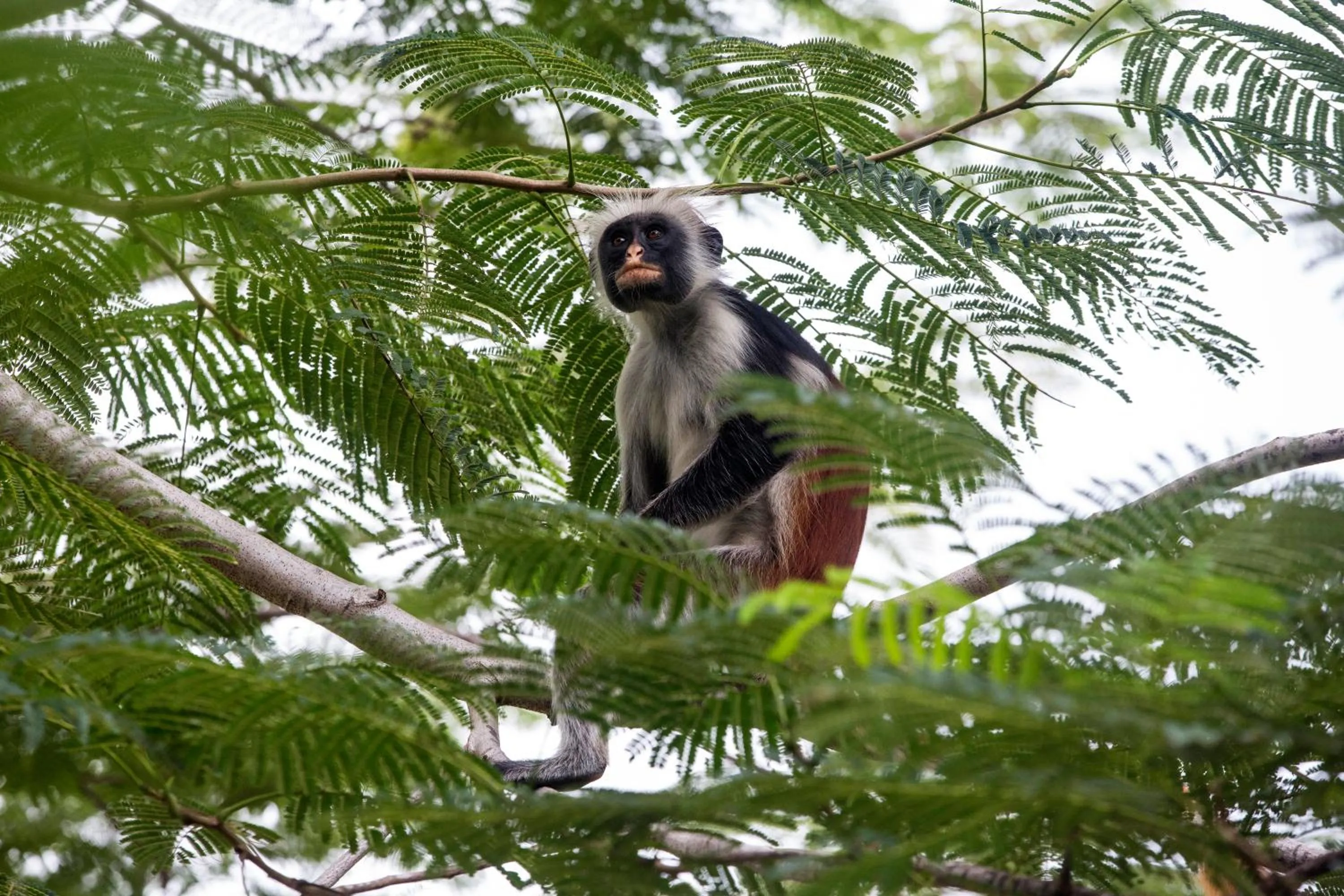 Animals in Antonio Beach Tree House Hotel & Spa