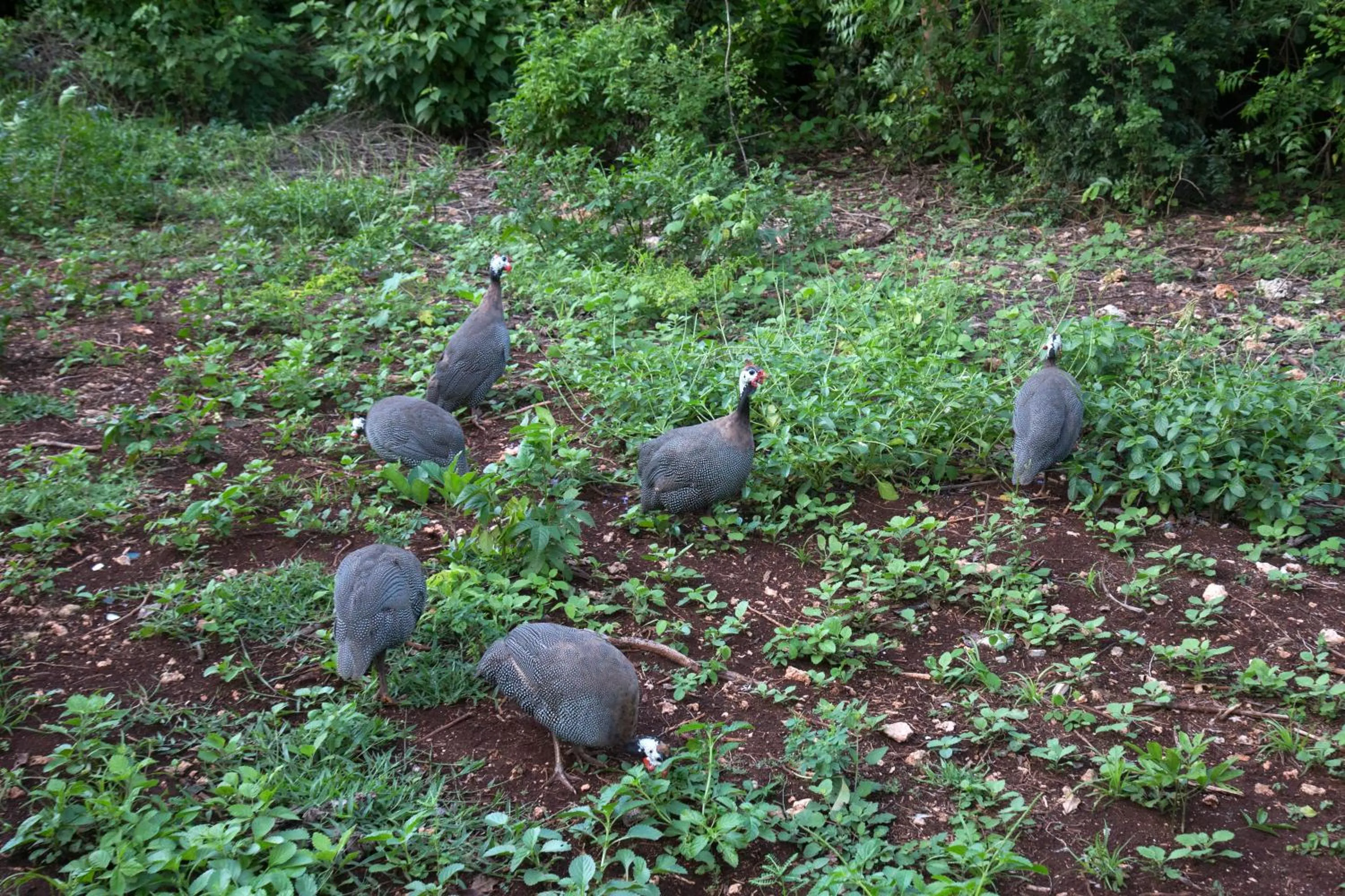 Animals in Antonio Beach Tree House Hotel & Spa