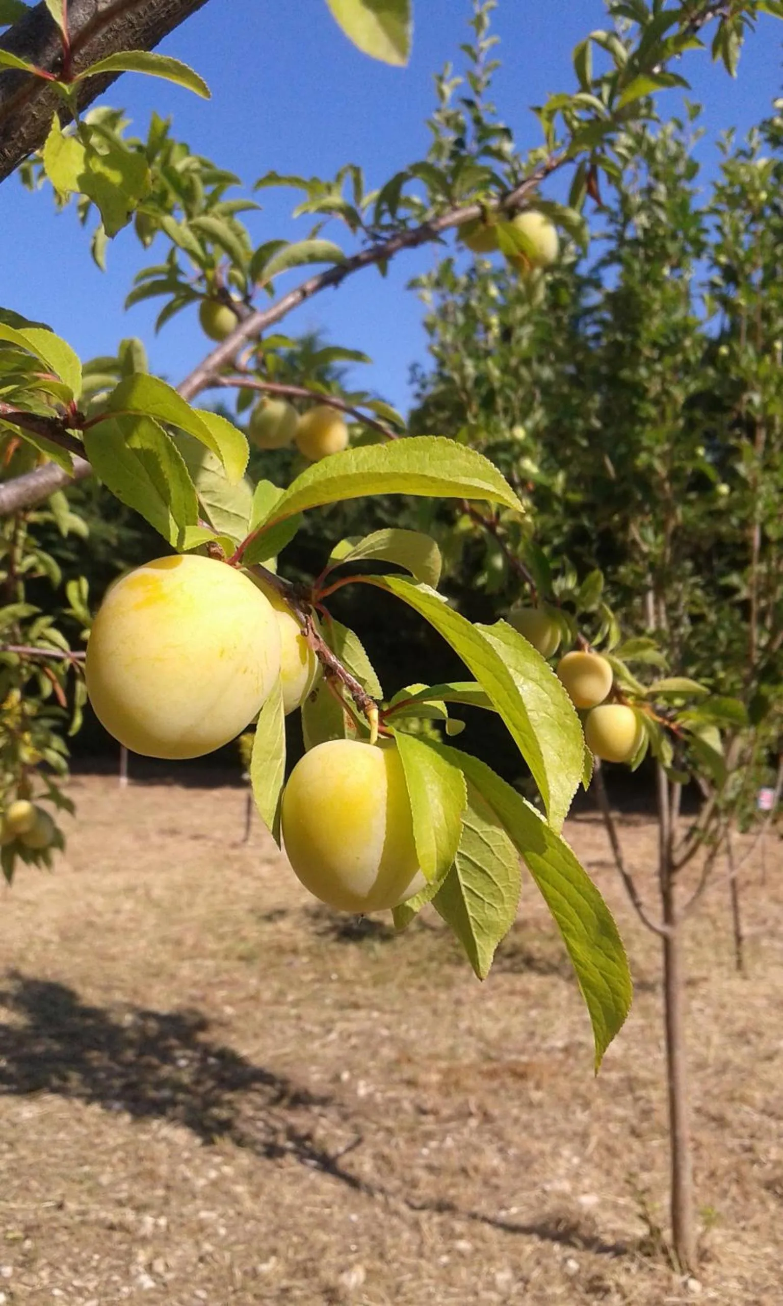 Day in Casa Masseria Le Ville