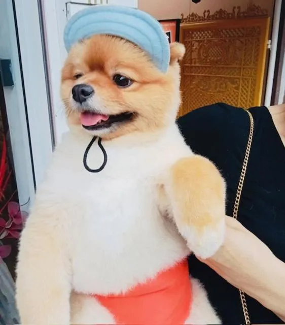 MANDARIN LODGE by victor