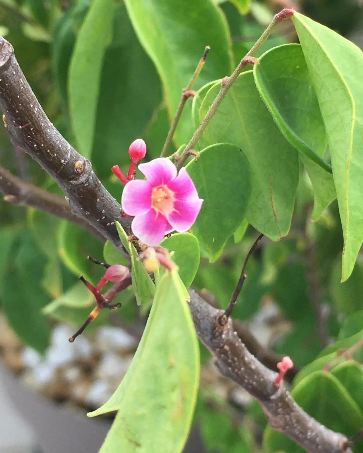 Carambola Résidence, Ocean View