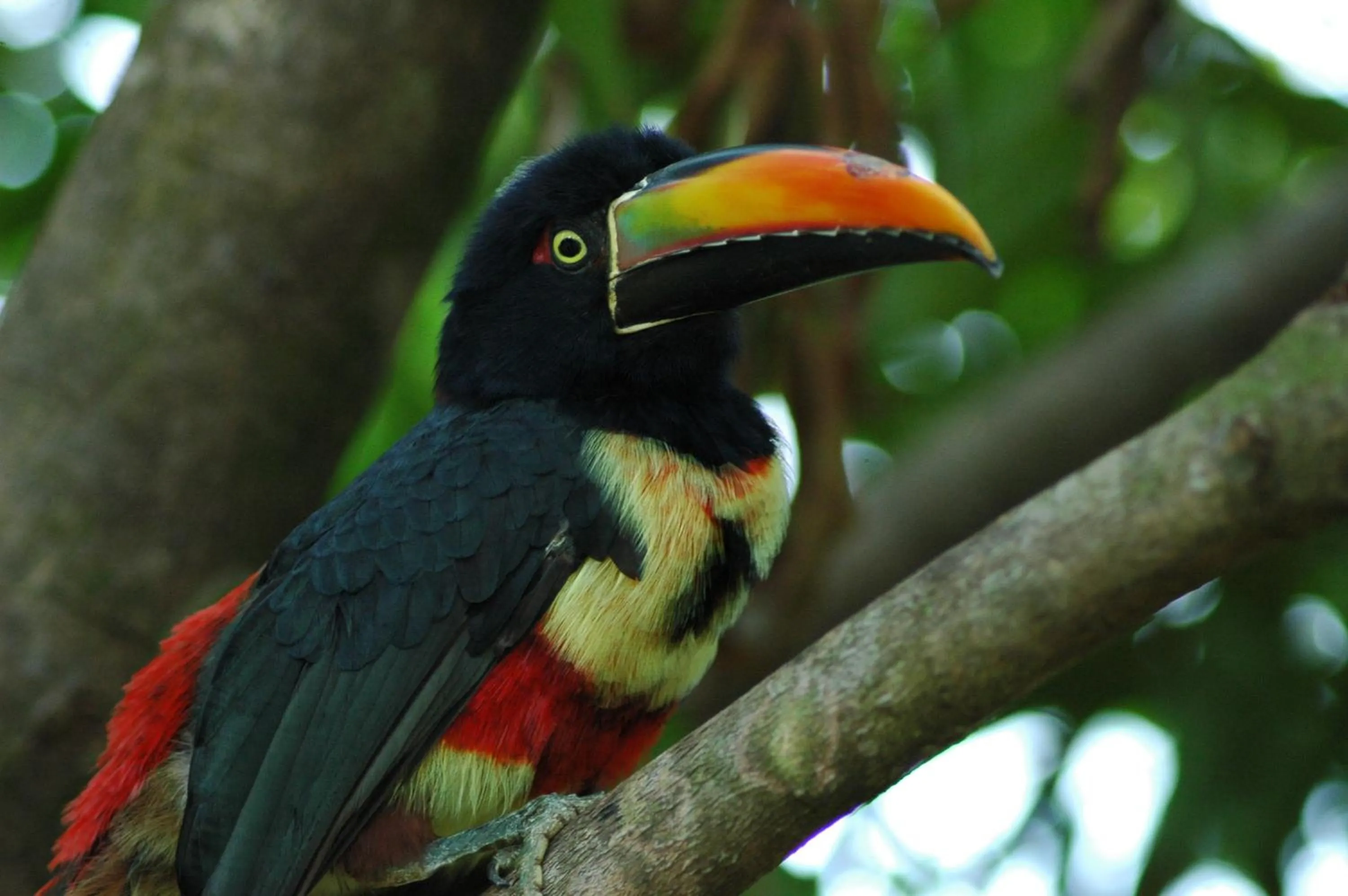 Animals in Hotel Coco Beach