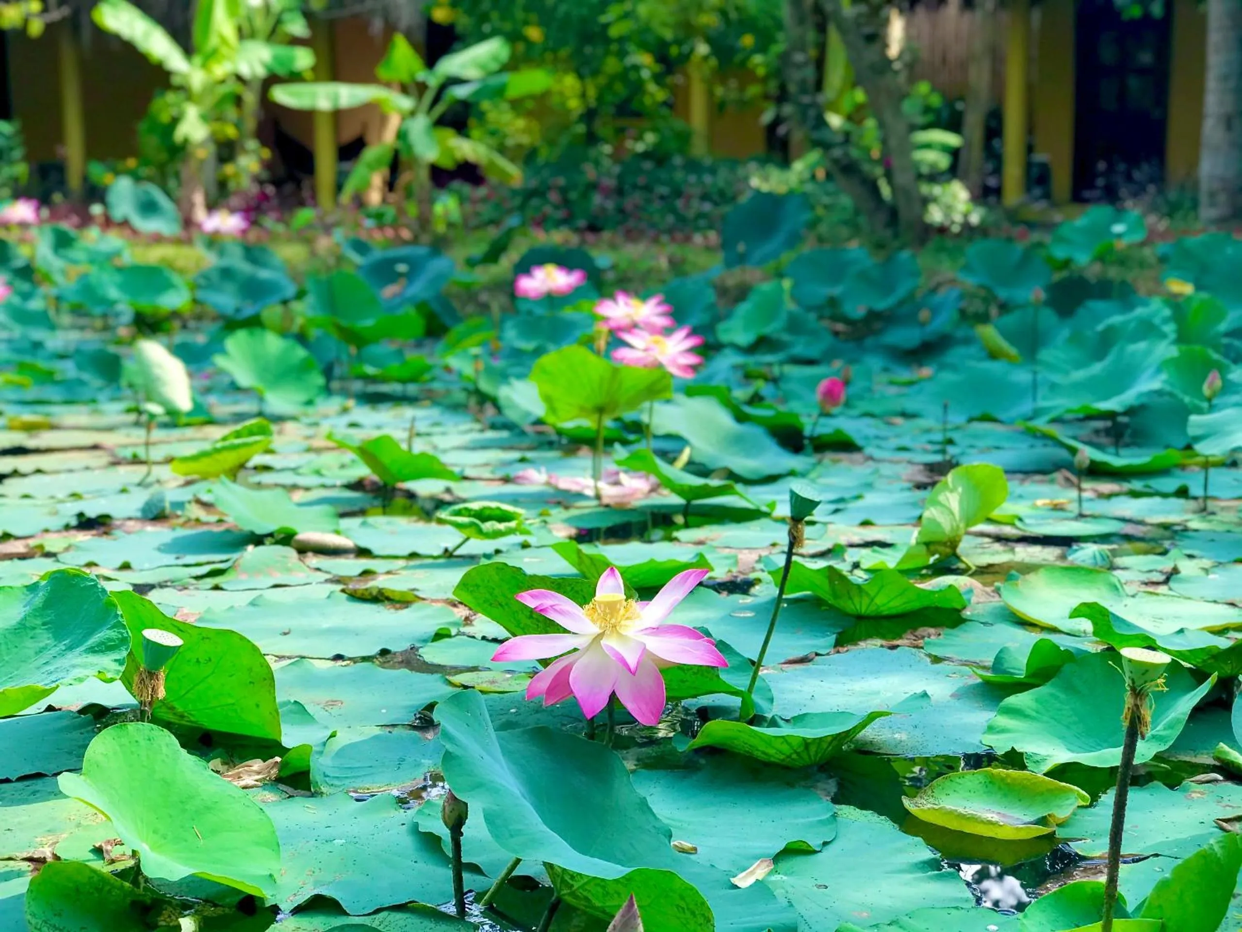 Natural landscape in Mango Home Riverside Eco - Resort
