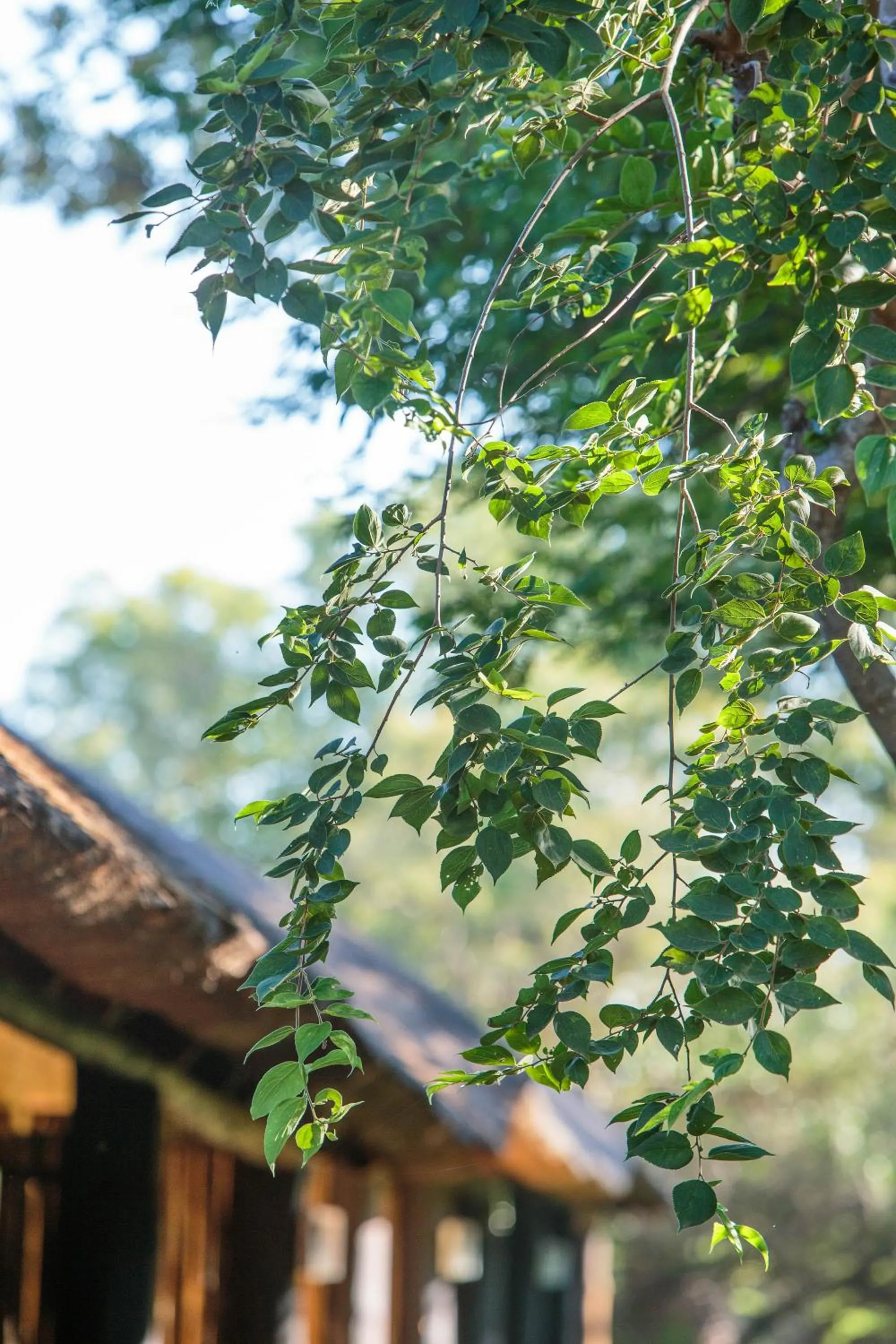 Natural landscape in Kwalata Game Lodge