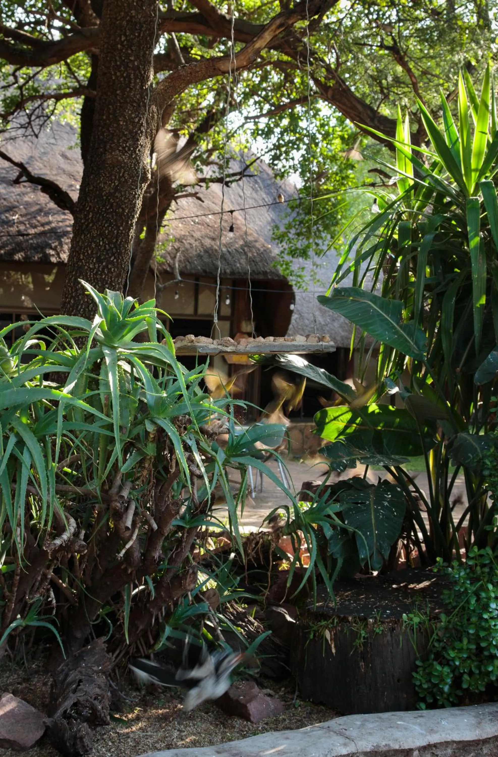 Garden view in Kwalata Game Lodge