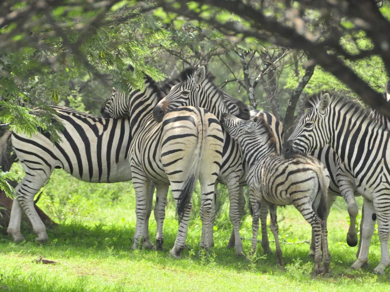Property building in Kwalata Game Lodge
