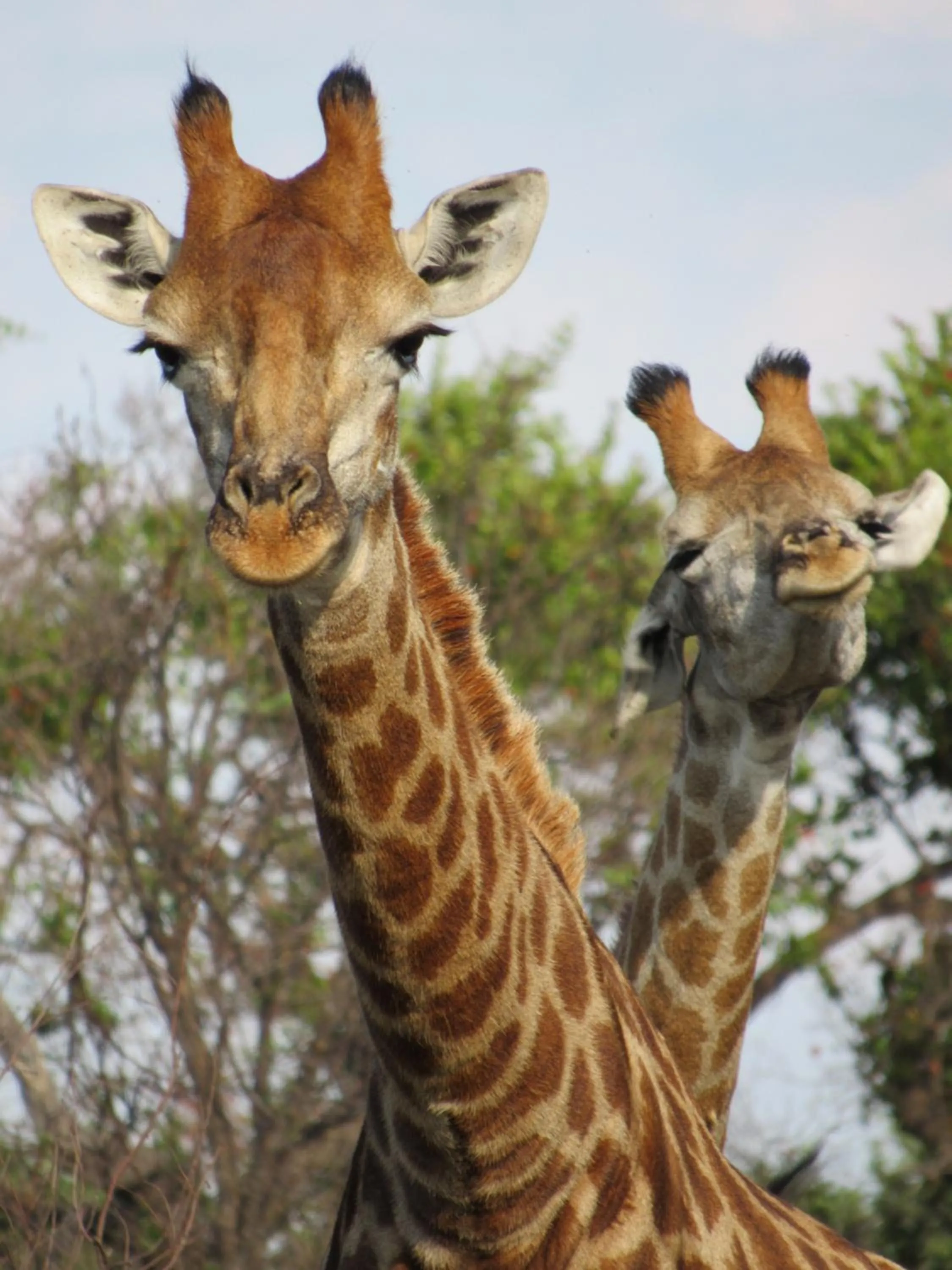 Animals in Kwalata Game Lodge