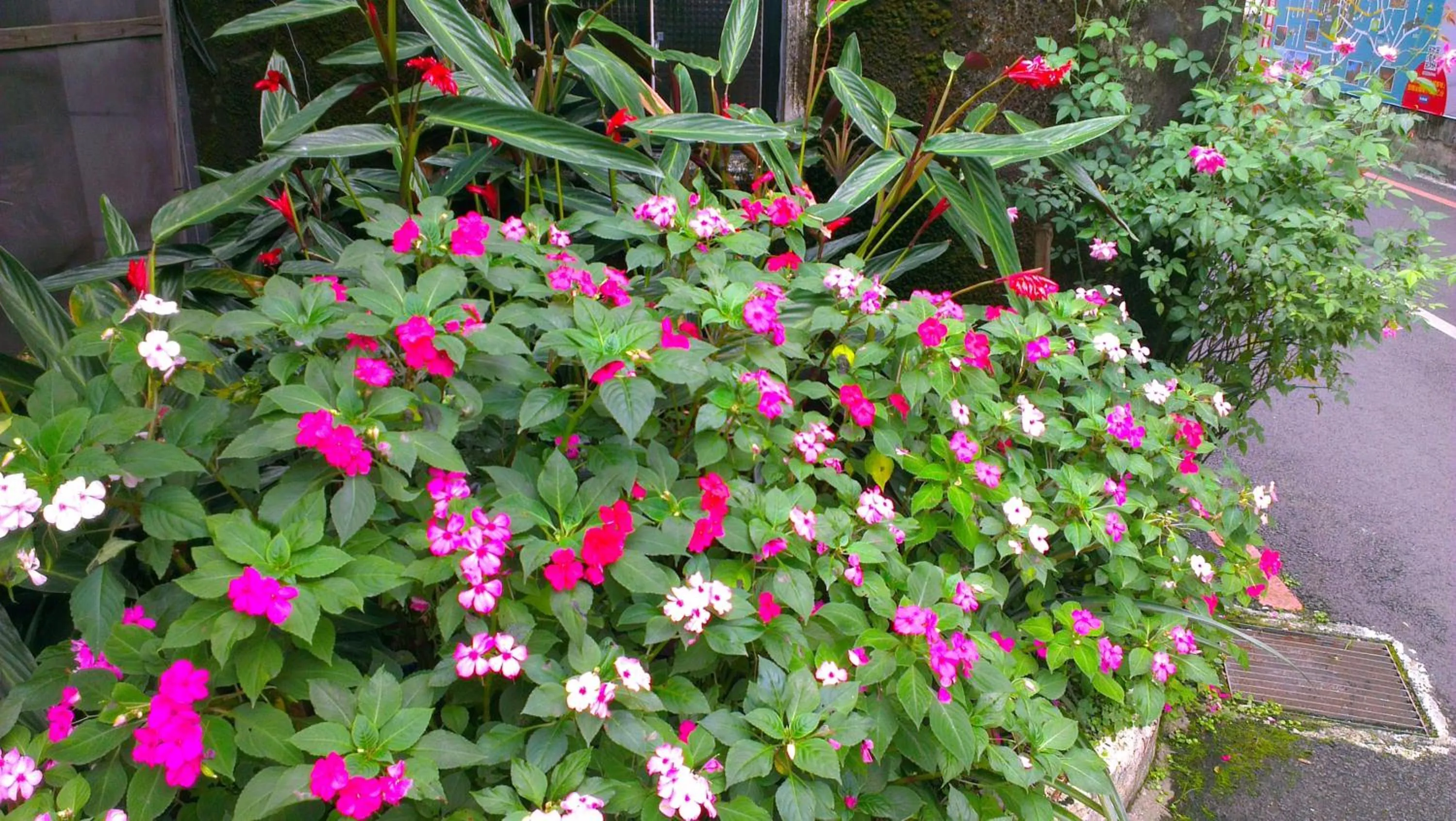 Garden in King Town Hotel