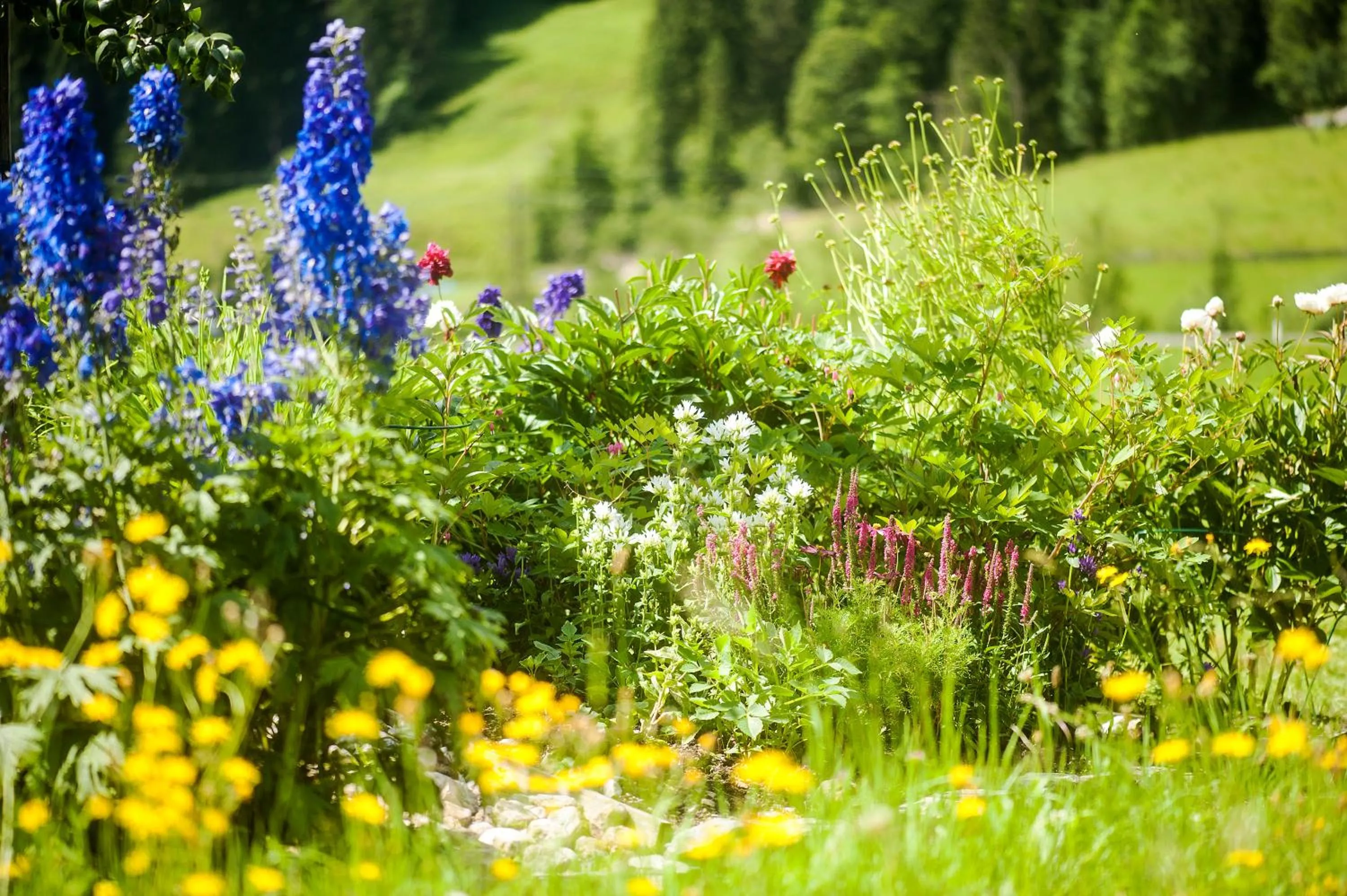 Garden in Hotel LÄRCHENHOF