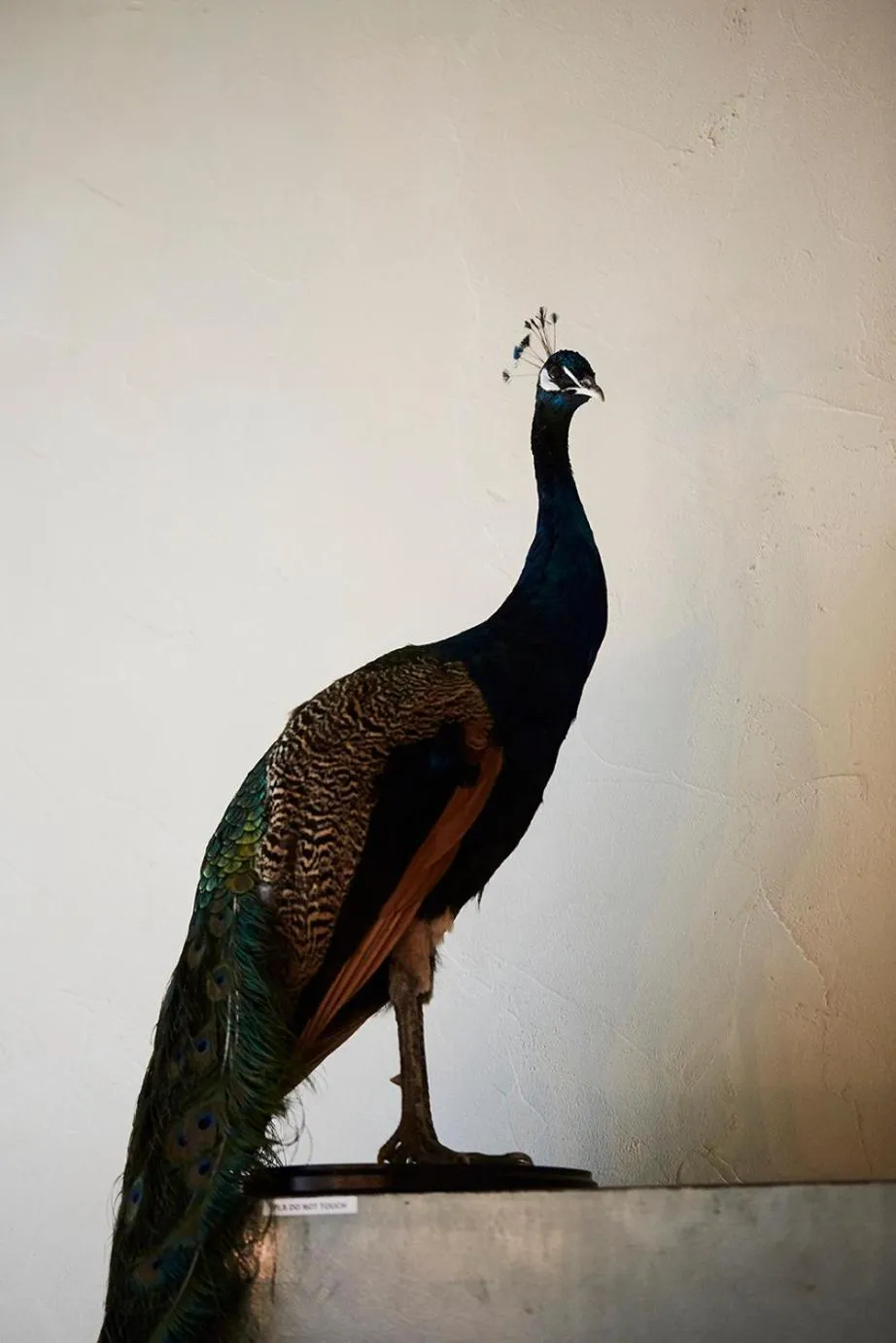 Property building in Chambre d'Amis by Alix