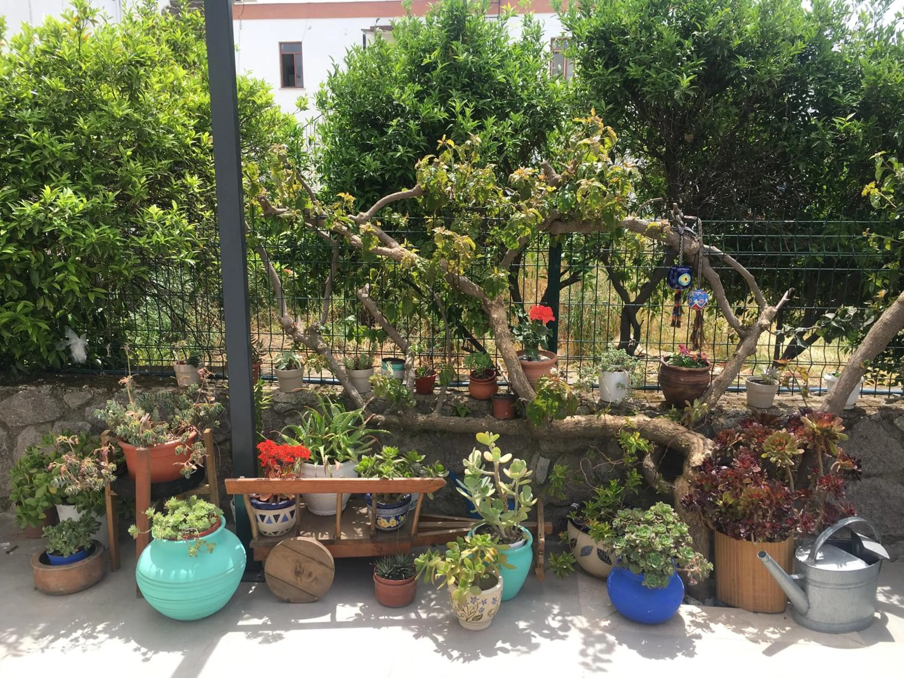 Garden in Villa Oliva Butik Hotel
