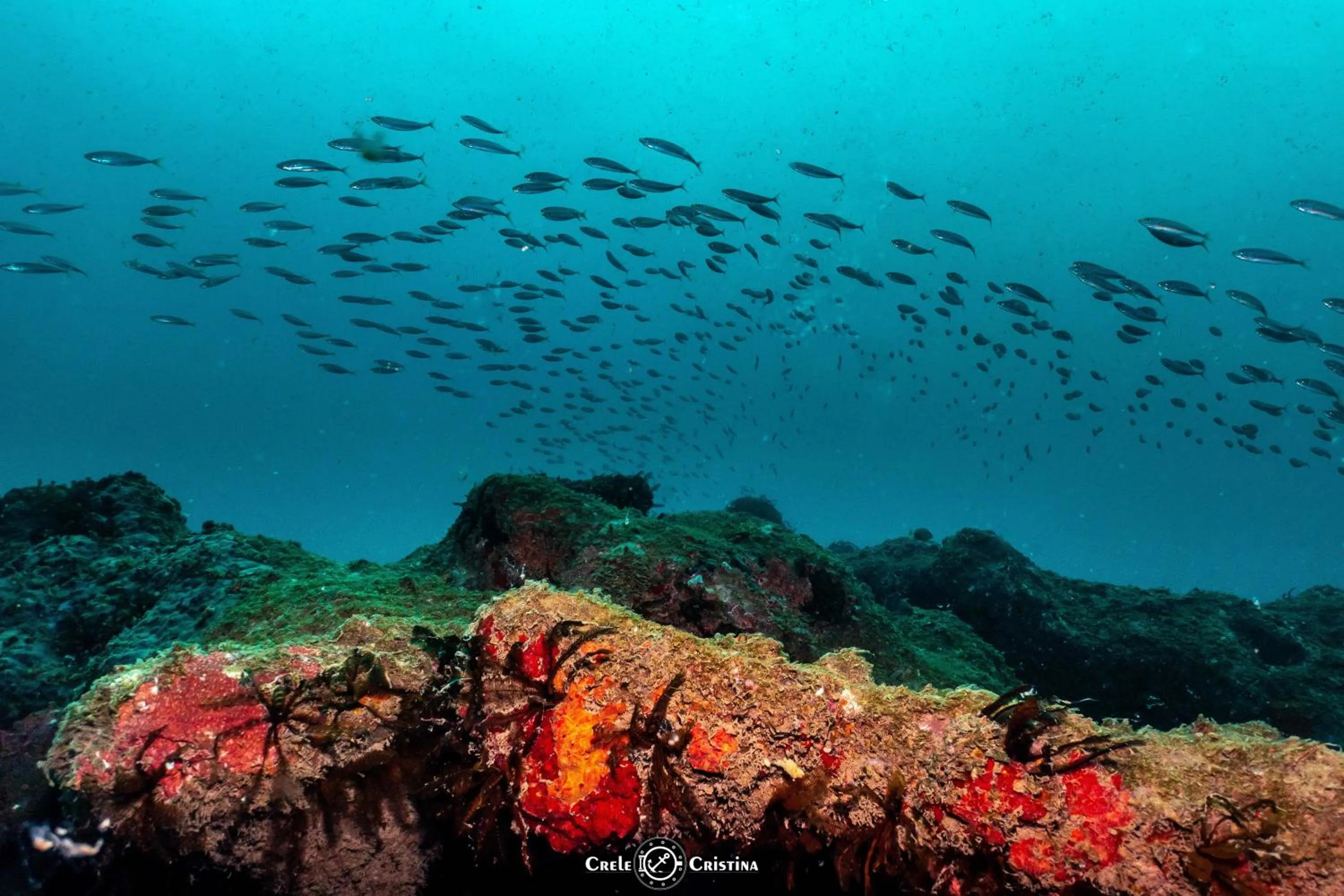 Diving in Pousada Beach Bahia
