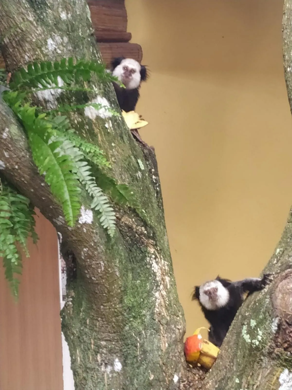 Animals in Pousada Beach Bahia