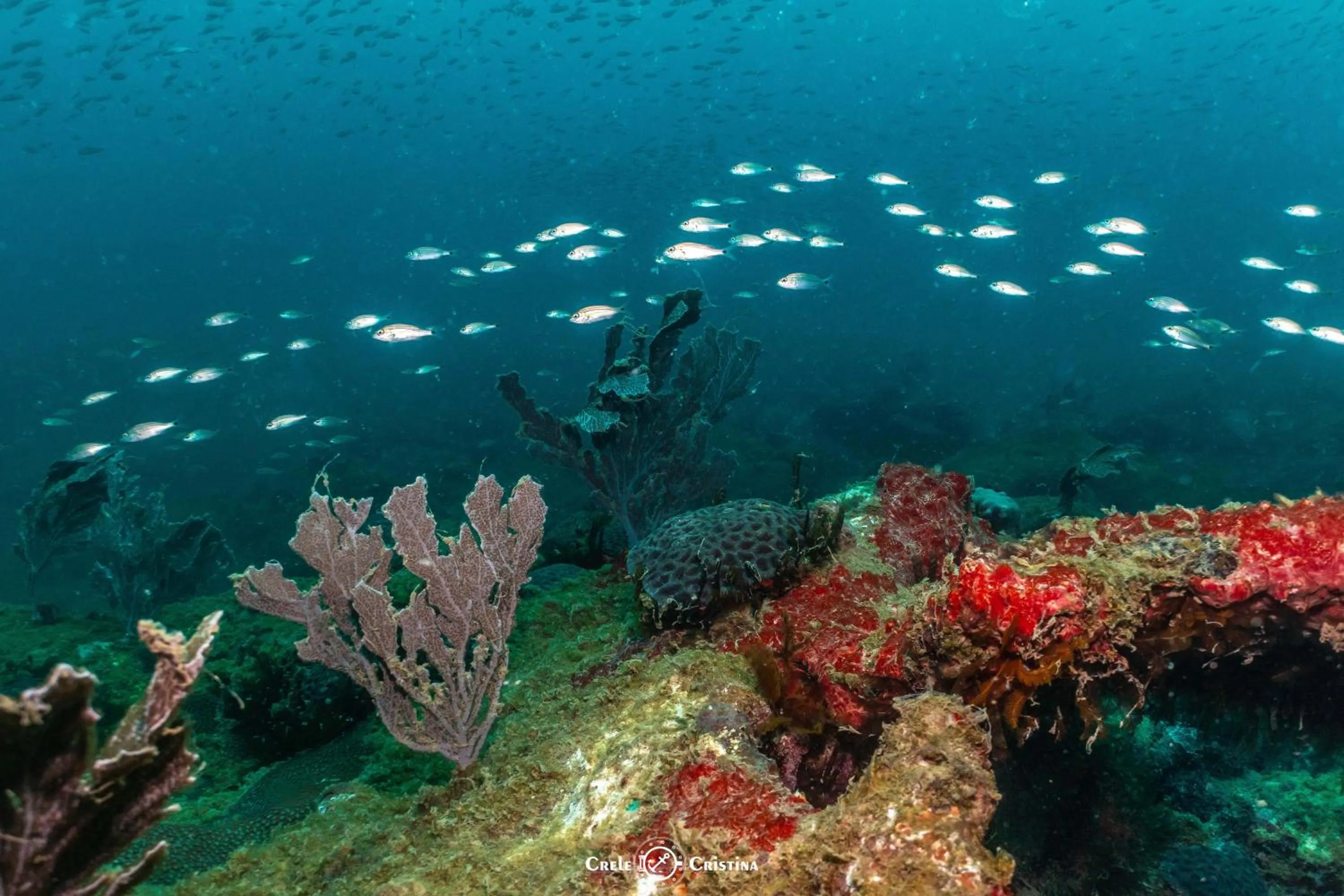 Diving in Pousada Beach Bahia