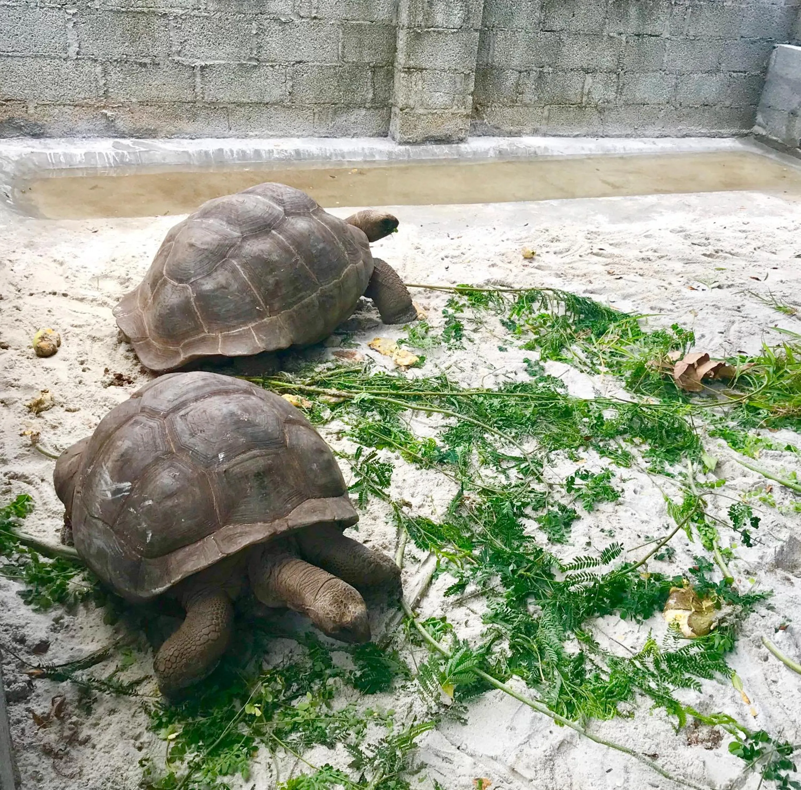 Animals in Castaway Lodge
