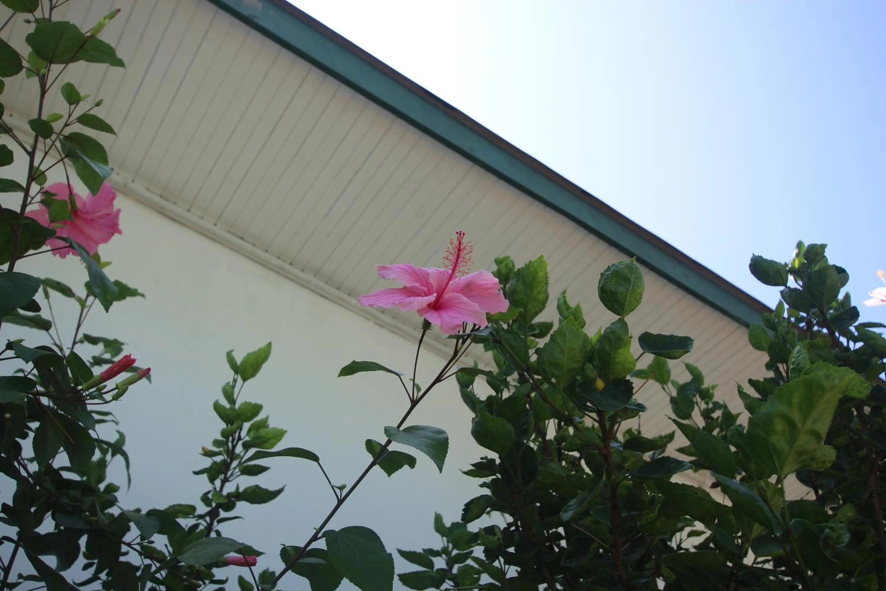 Garden in Castaway Lodge