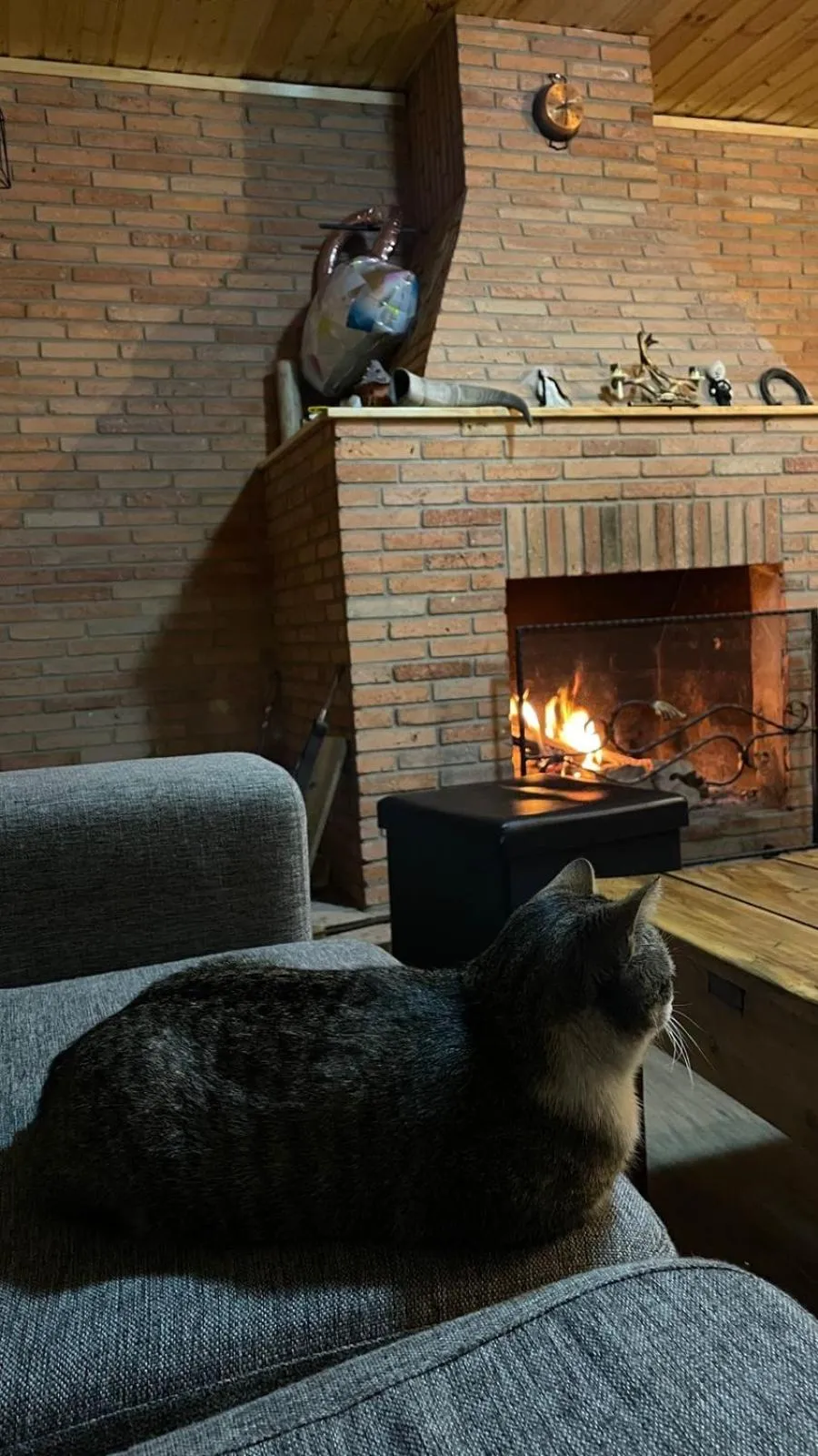 Pets in HOTEL KAZBEGI 1963