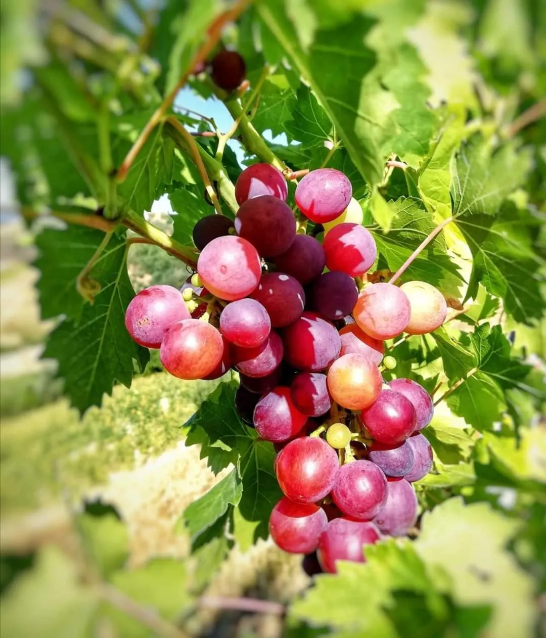 Garden in La mia Casa nelle Marche