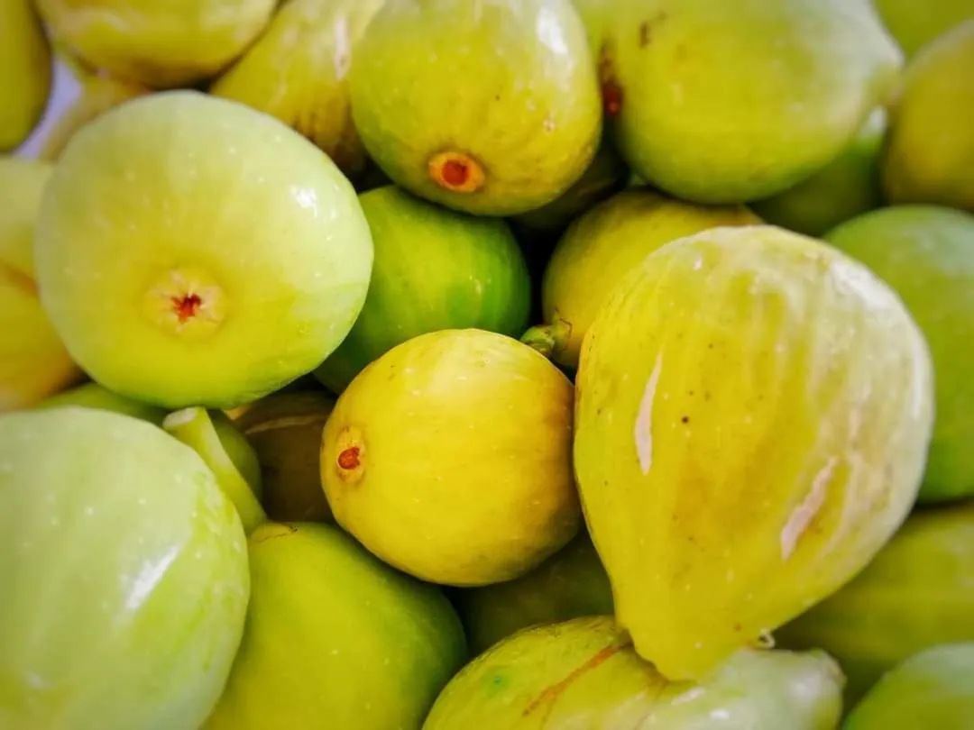 Garden in La mia Casa nelle Marche